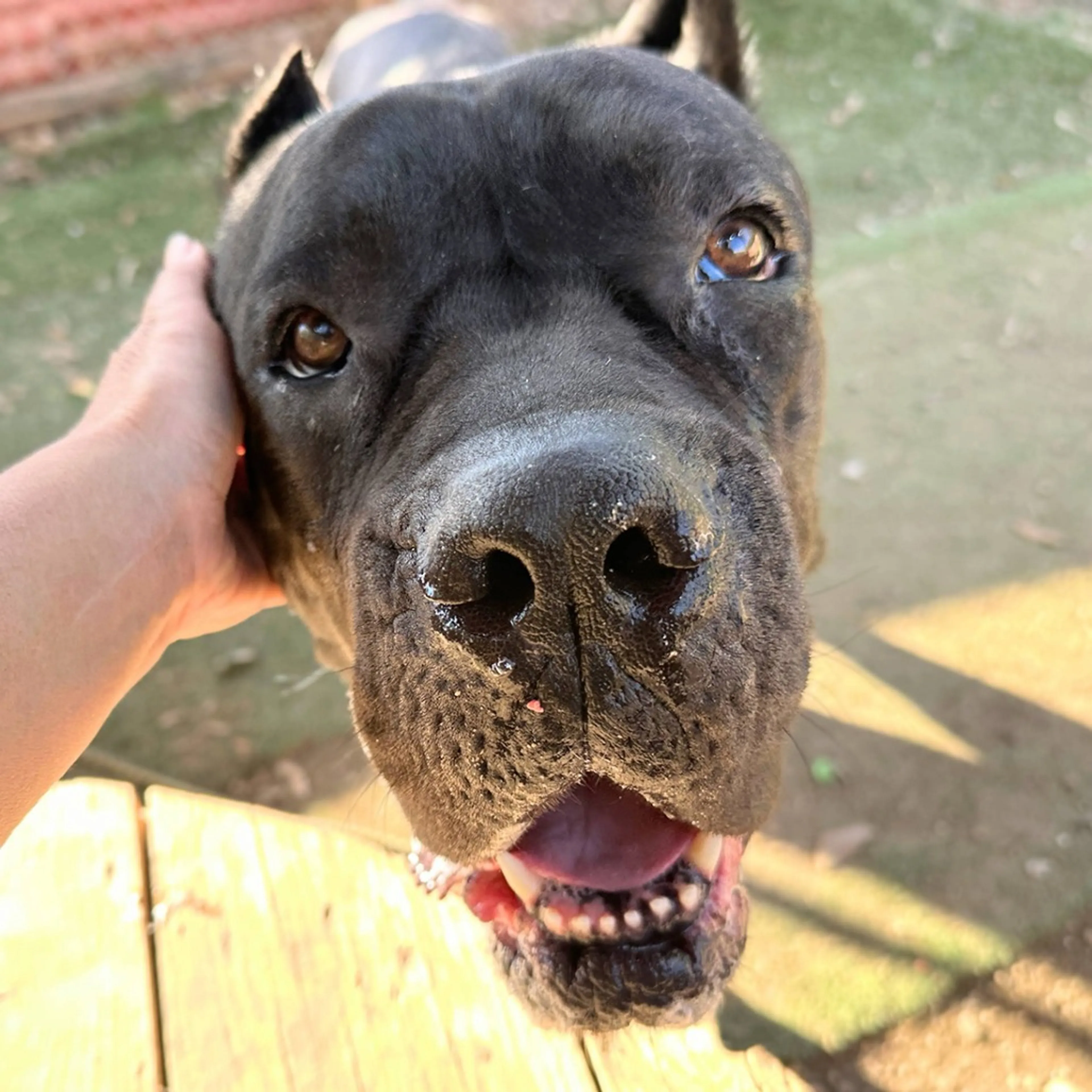 Found pet-4