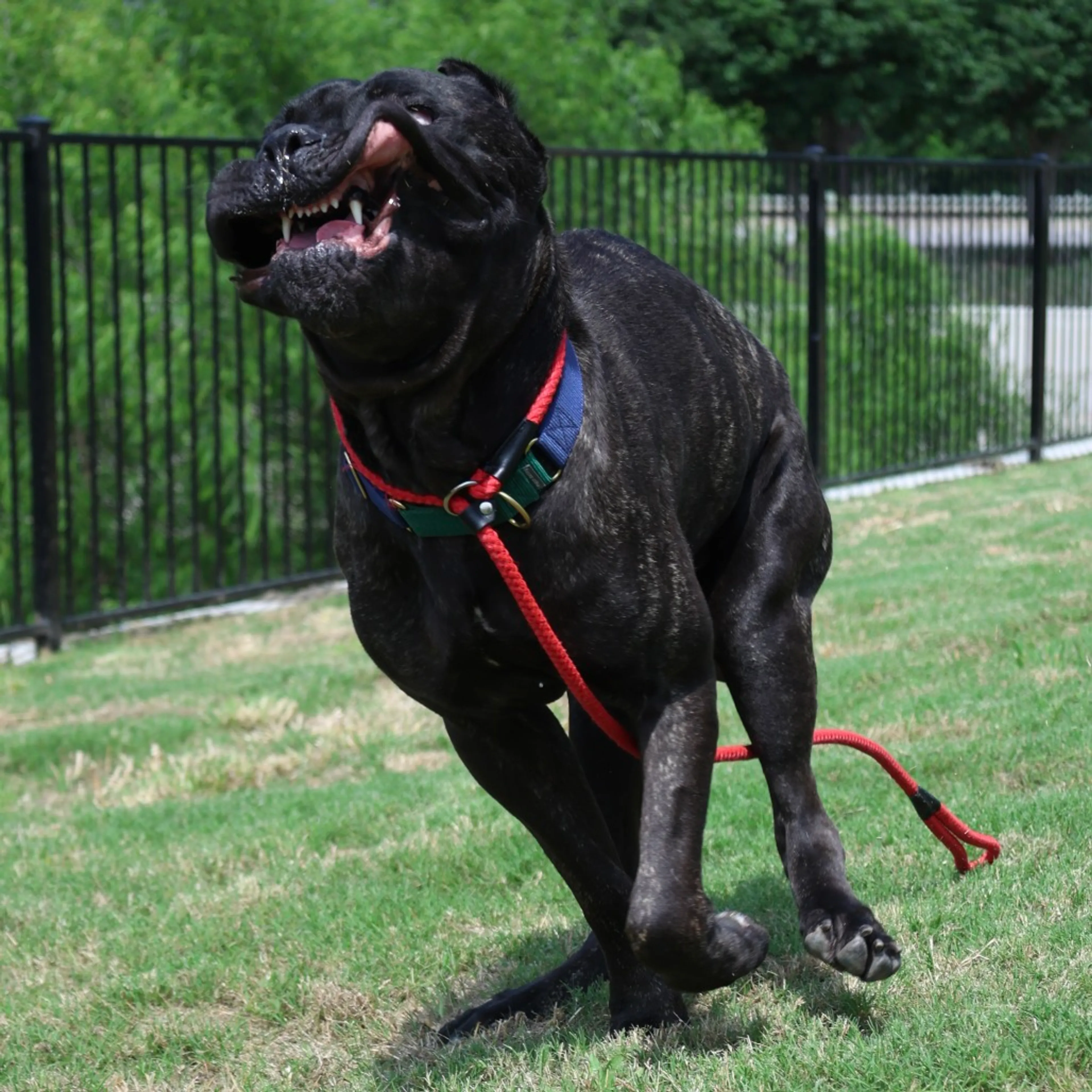 Found pet-12