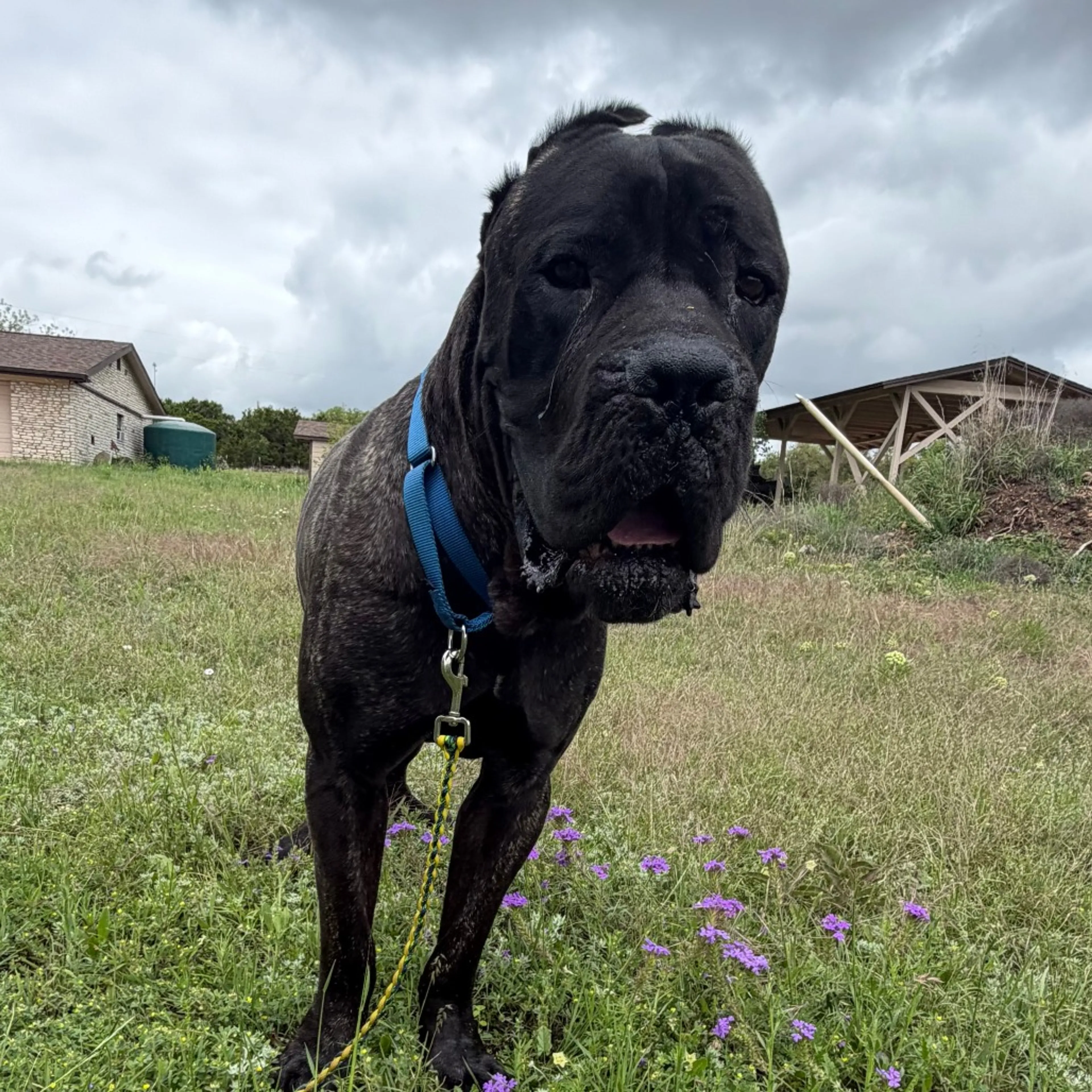 Found pet-8