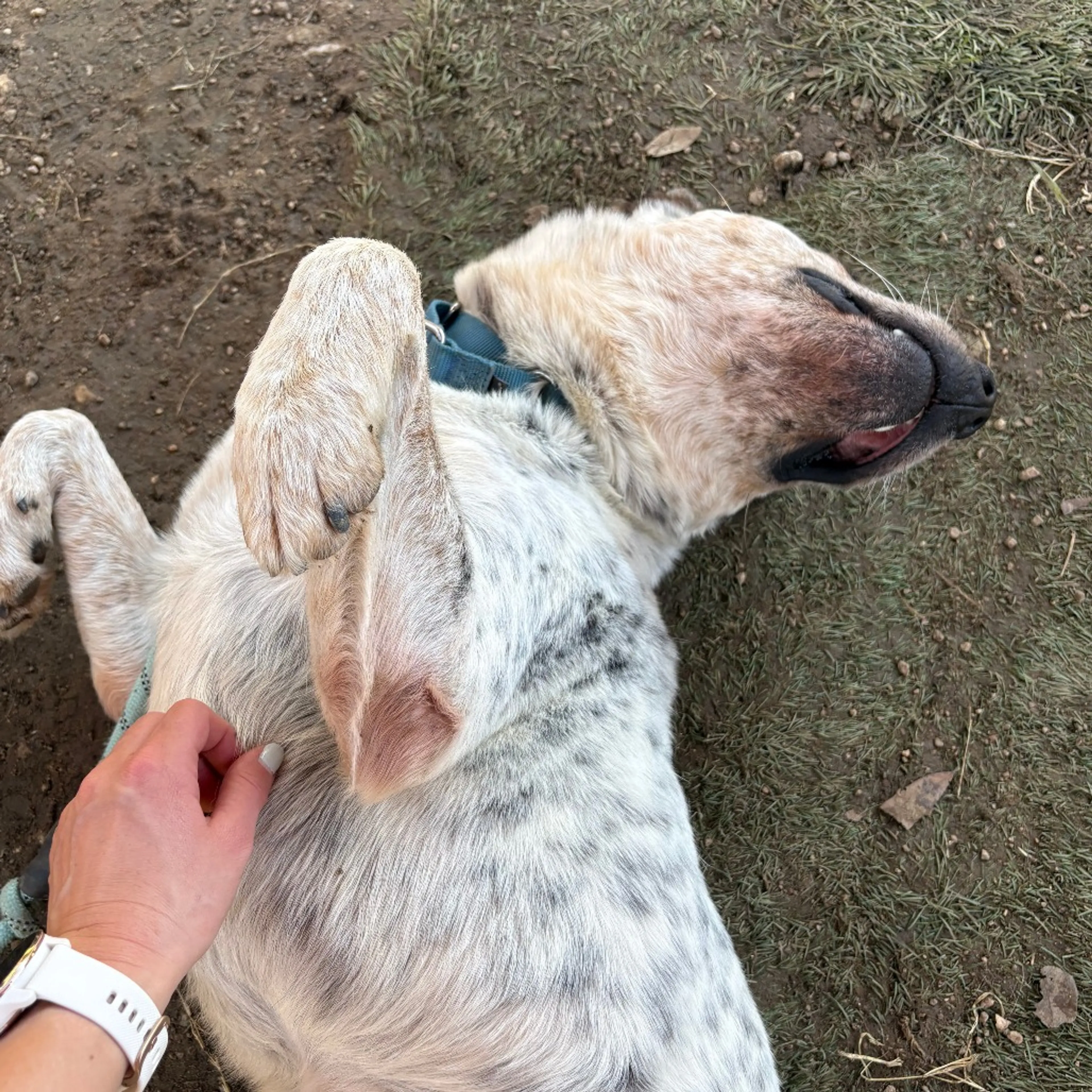 Found pet-13