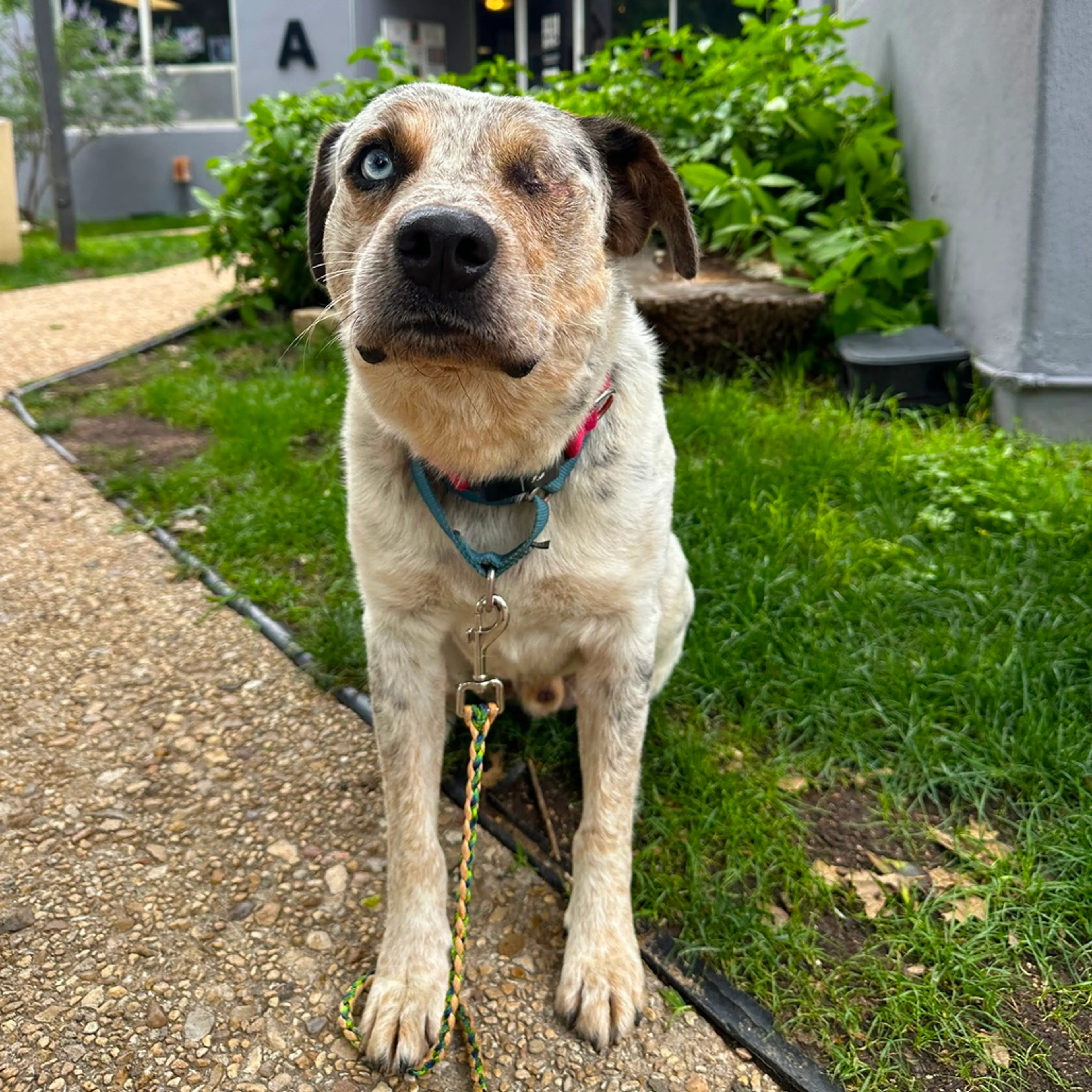 Found pet-10