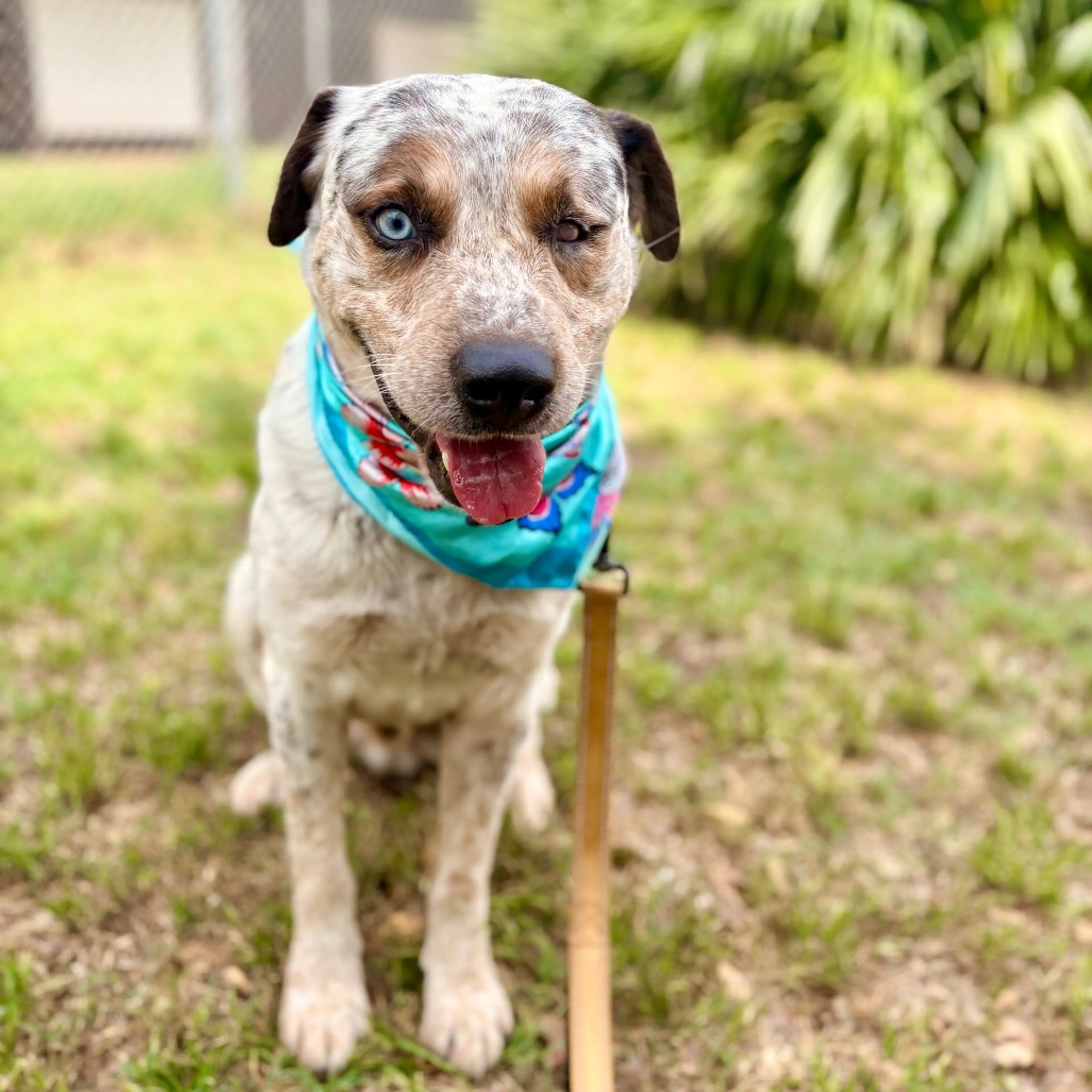 Found pet-6