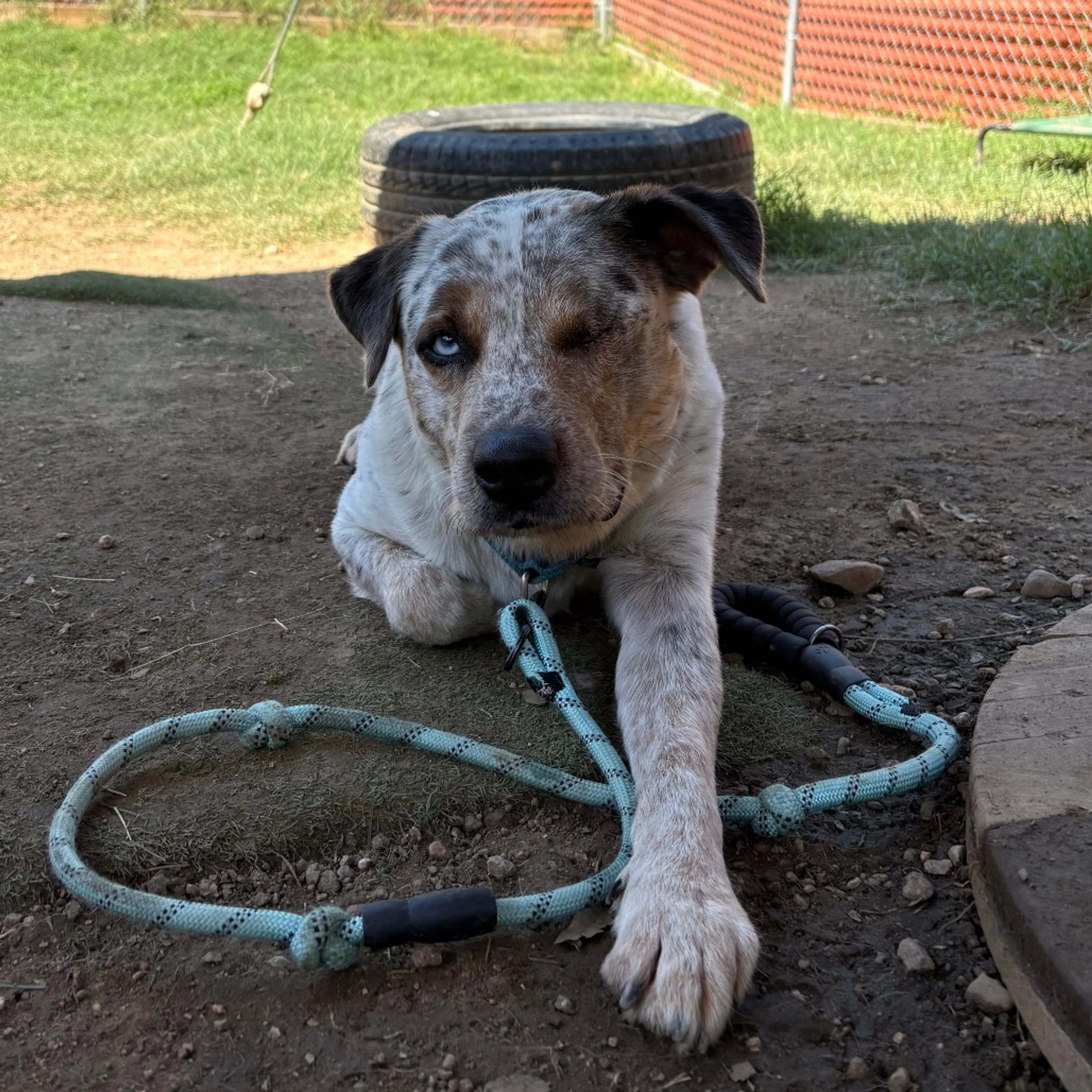 Found pet-15