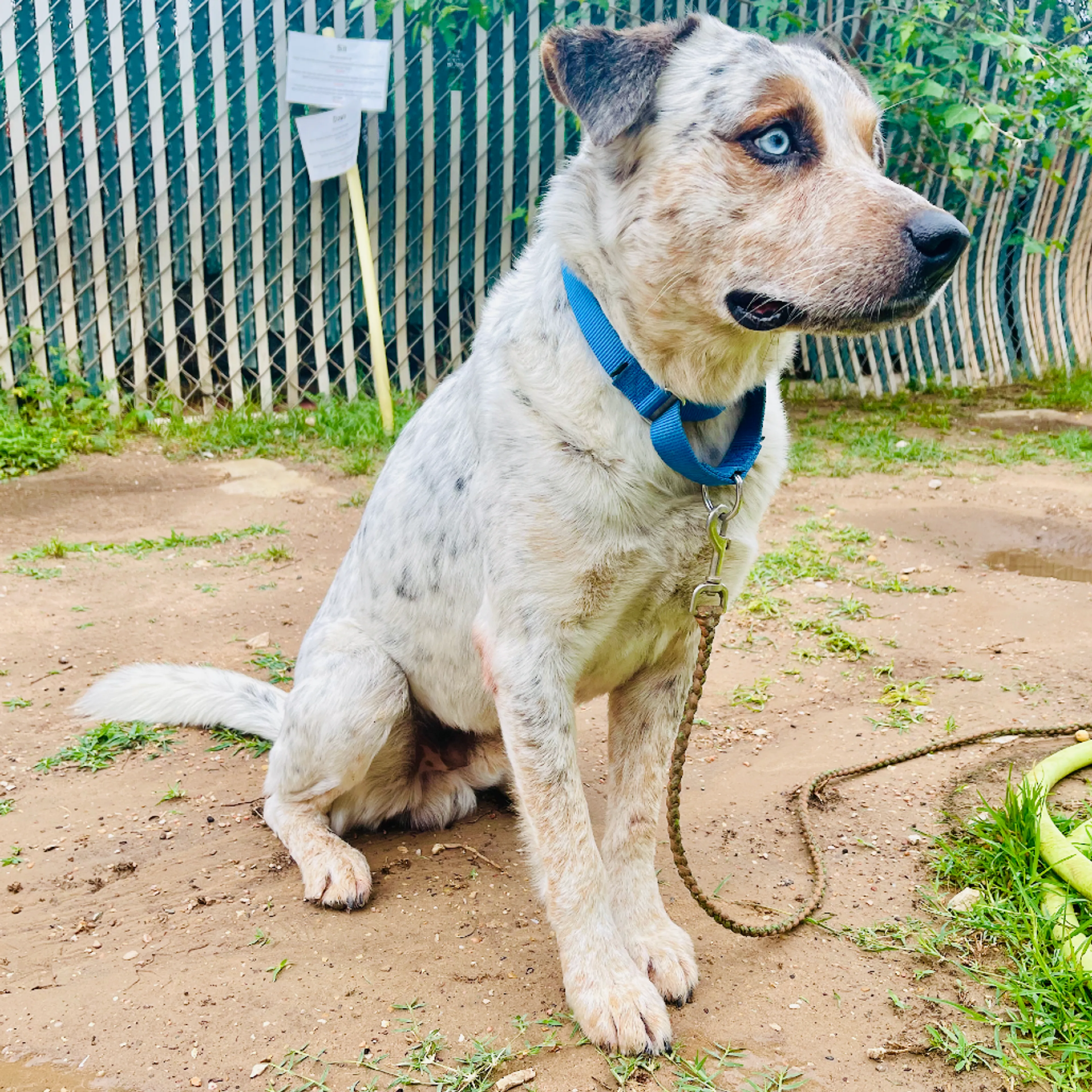 Found pet-3