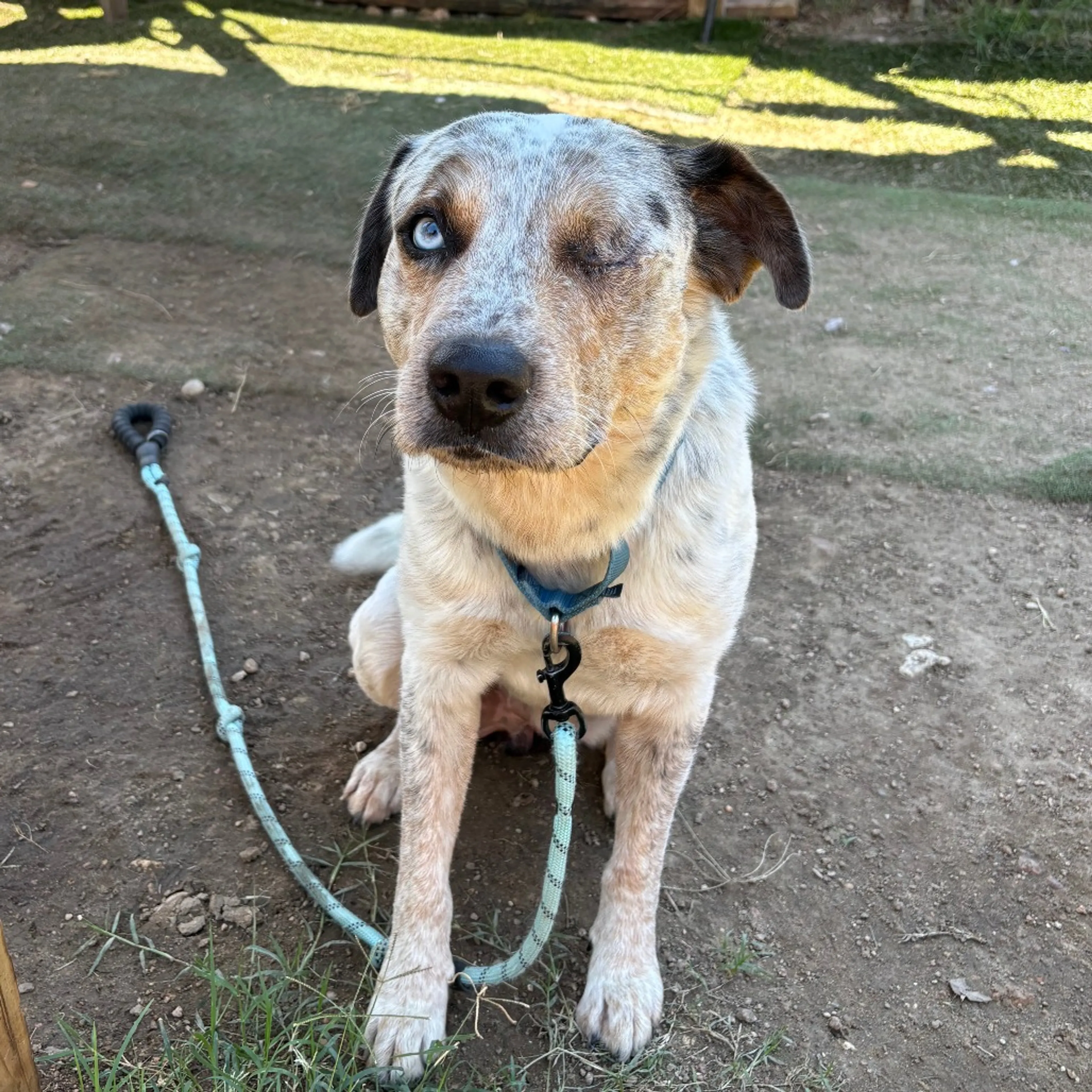 Found pet-12
