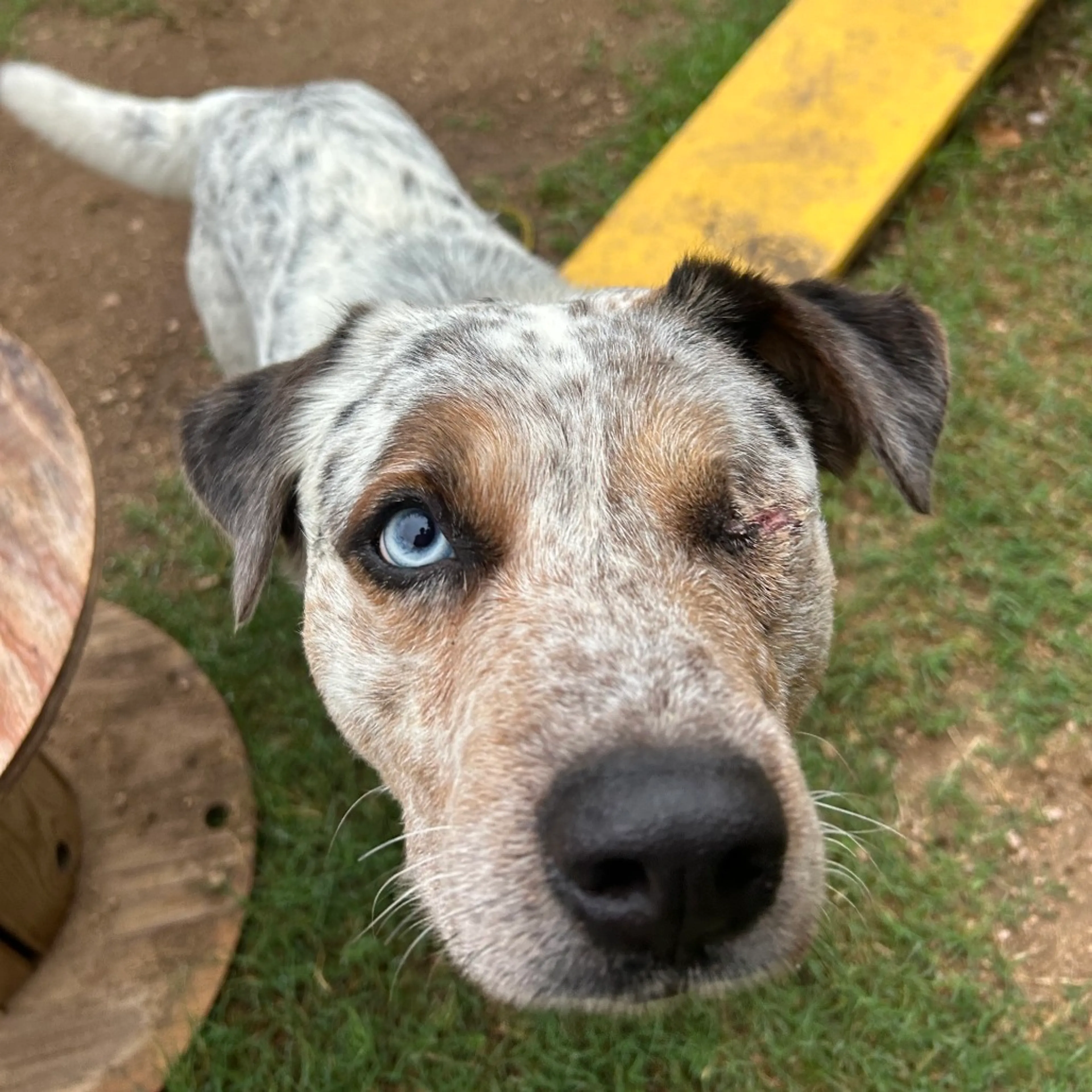 Found pet-9