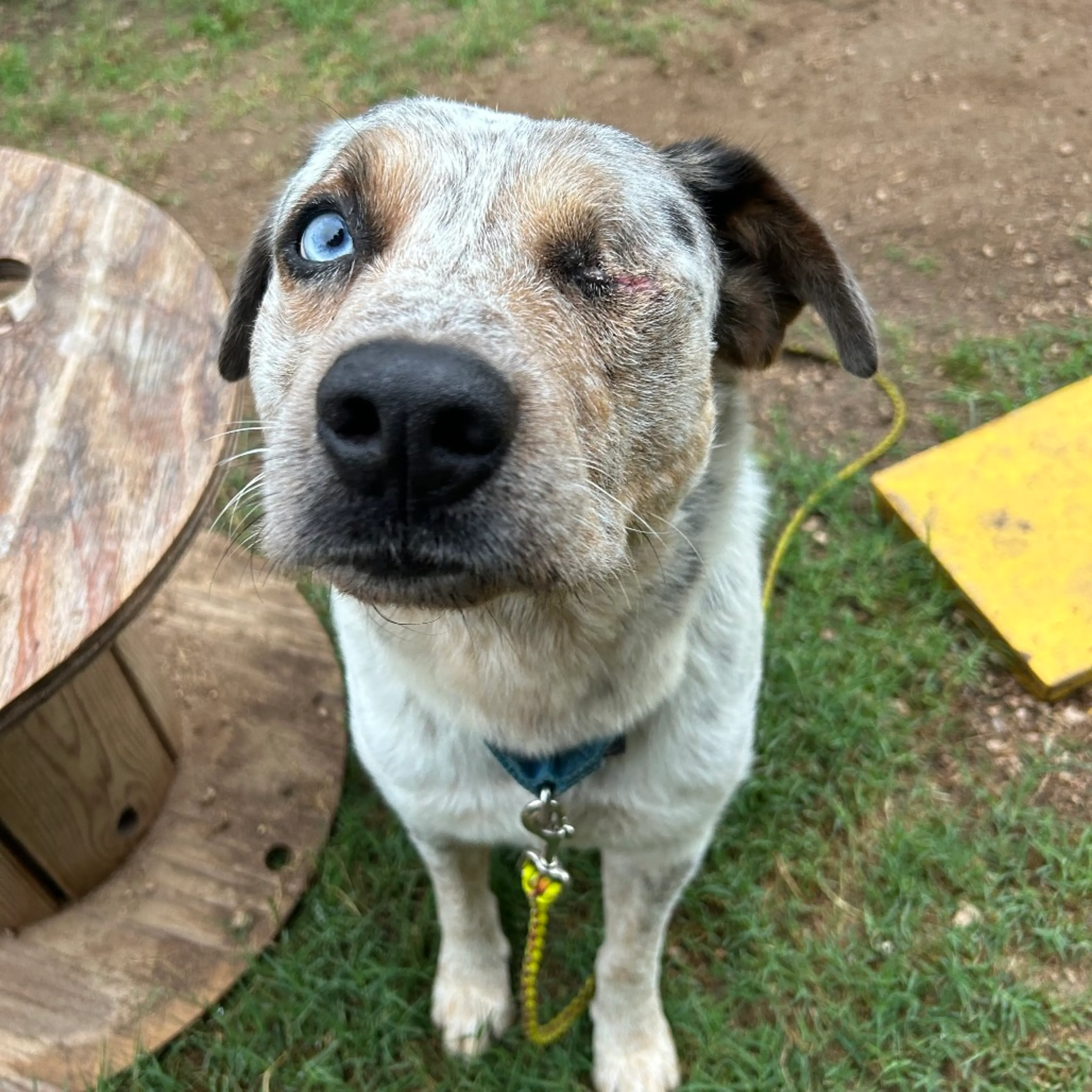 Found pet-11