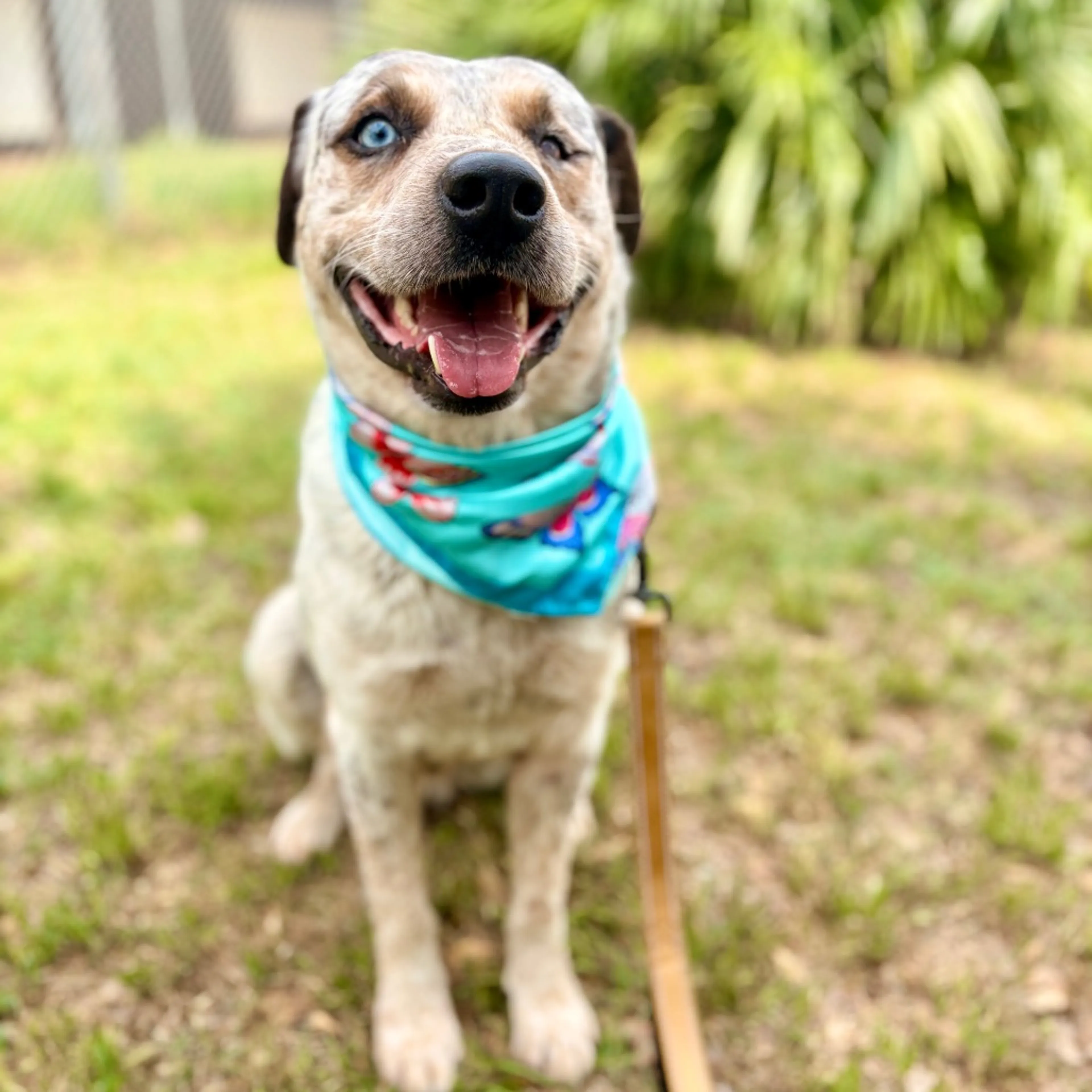 Found pet-5