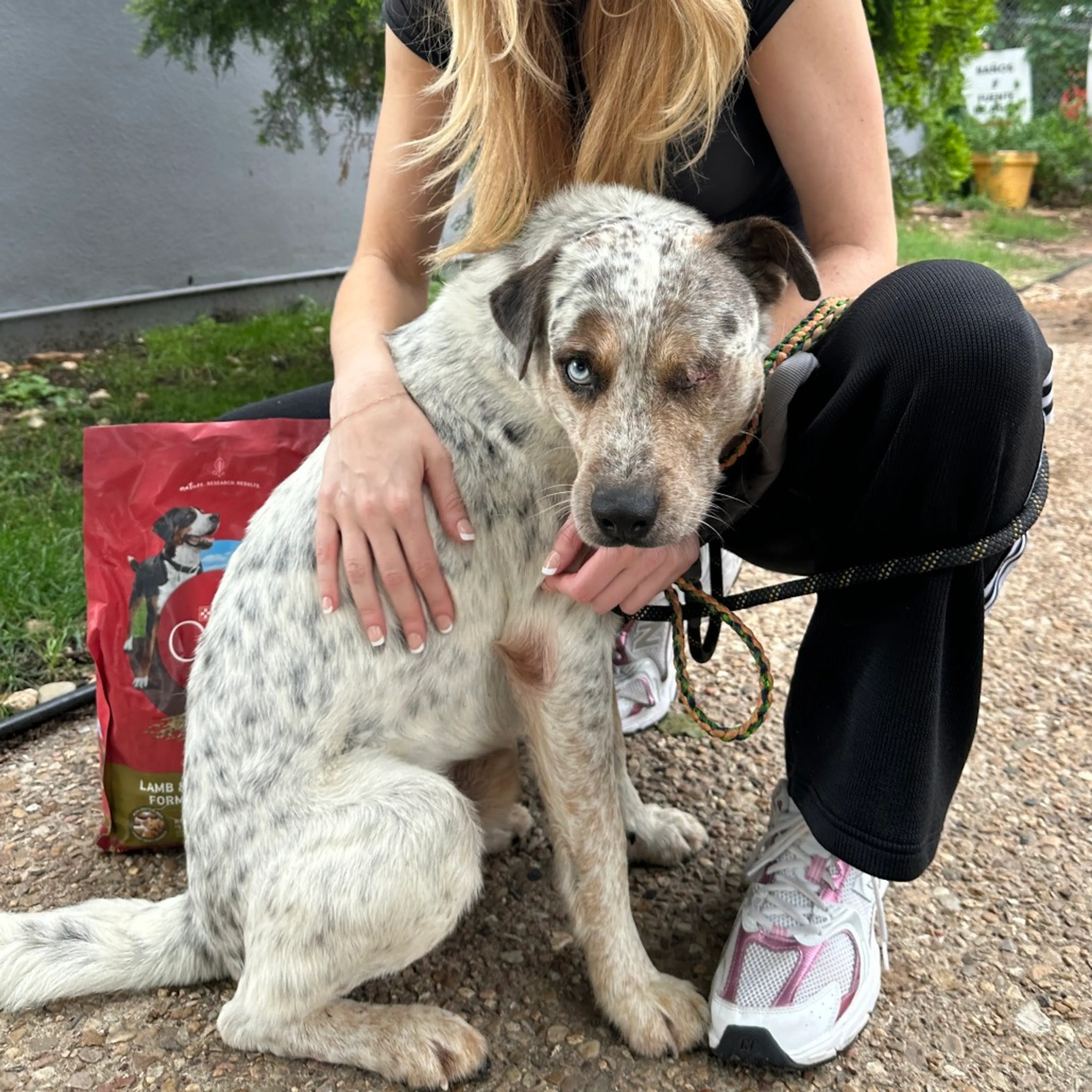 Found pet-8