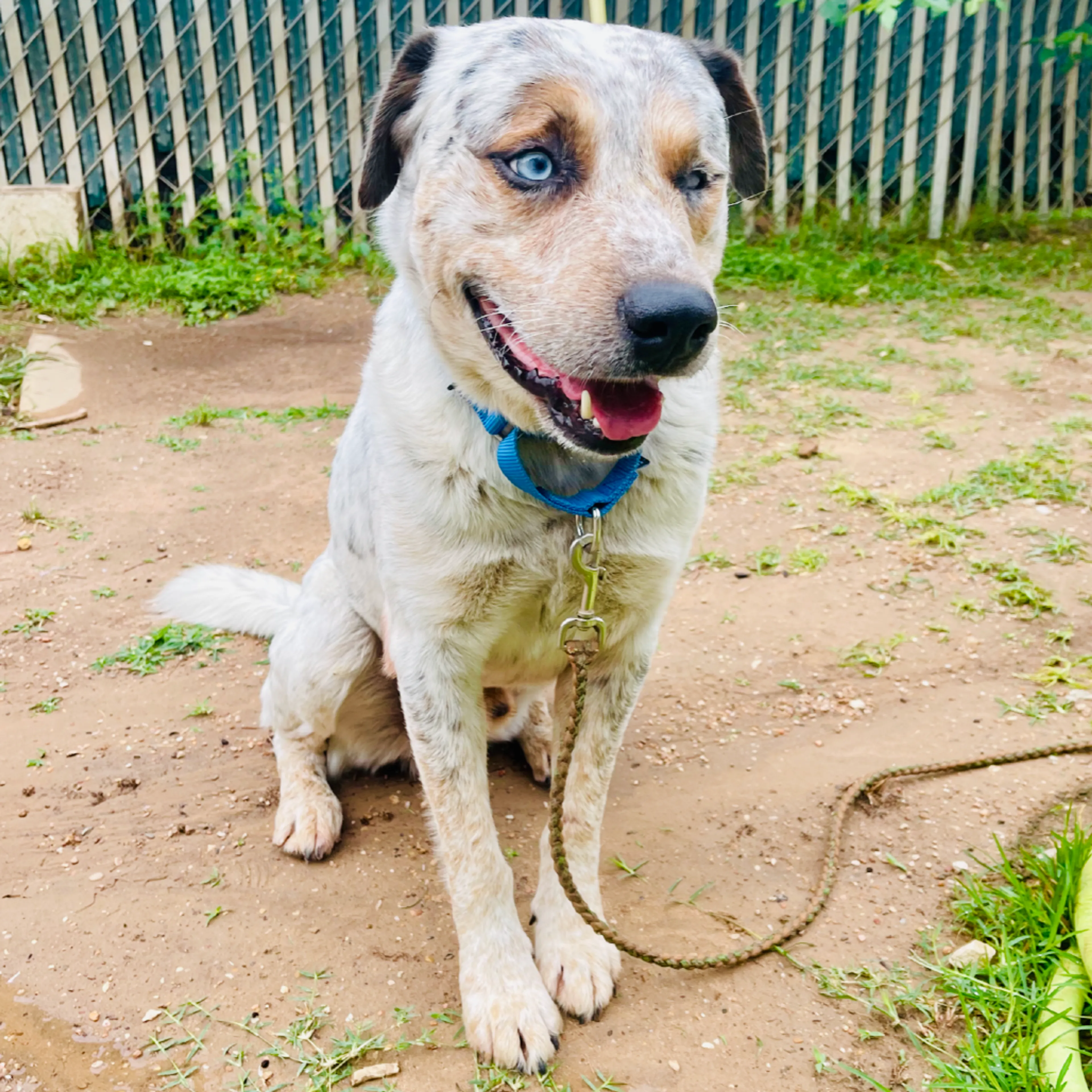 Found pet-1