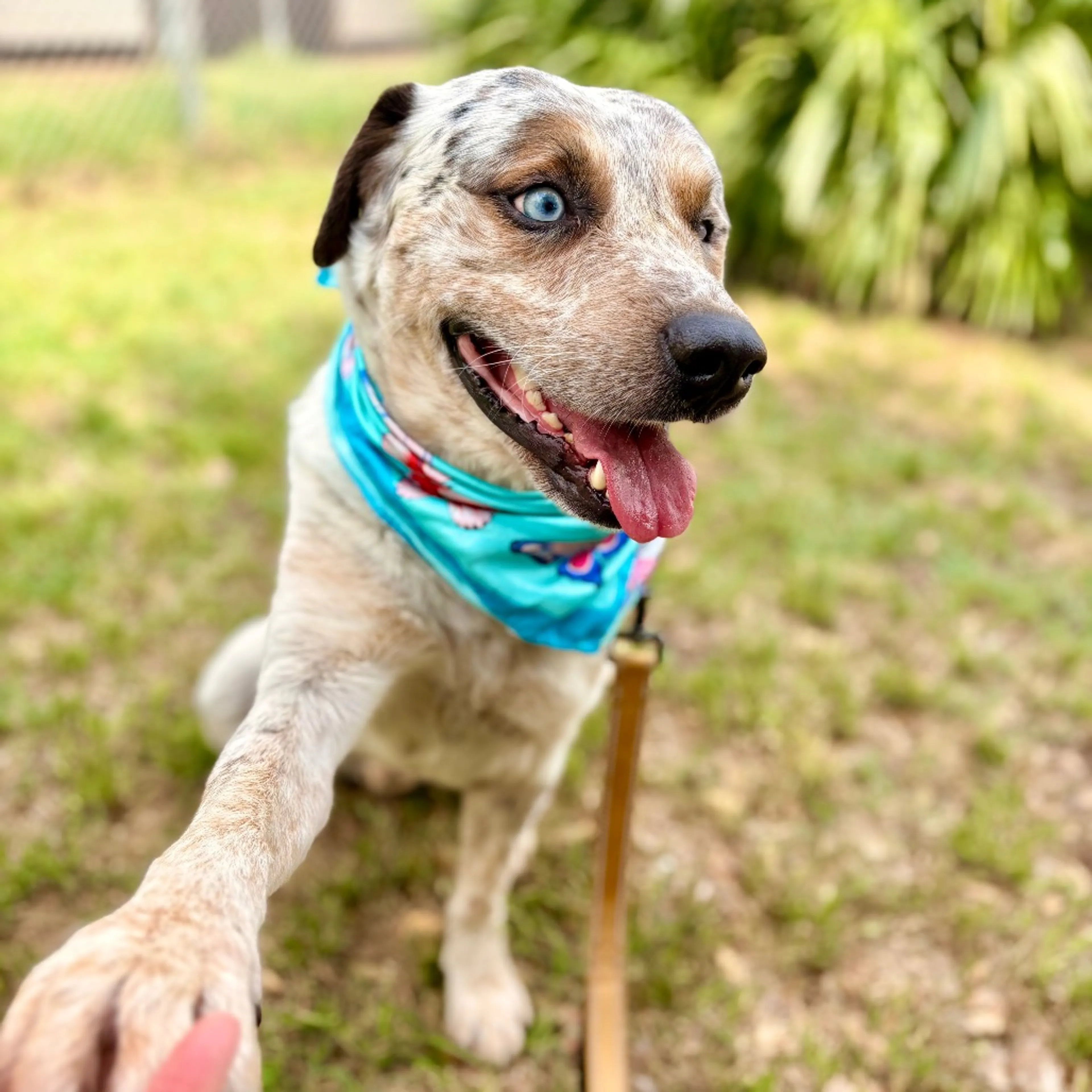 Found pet-7