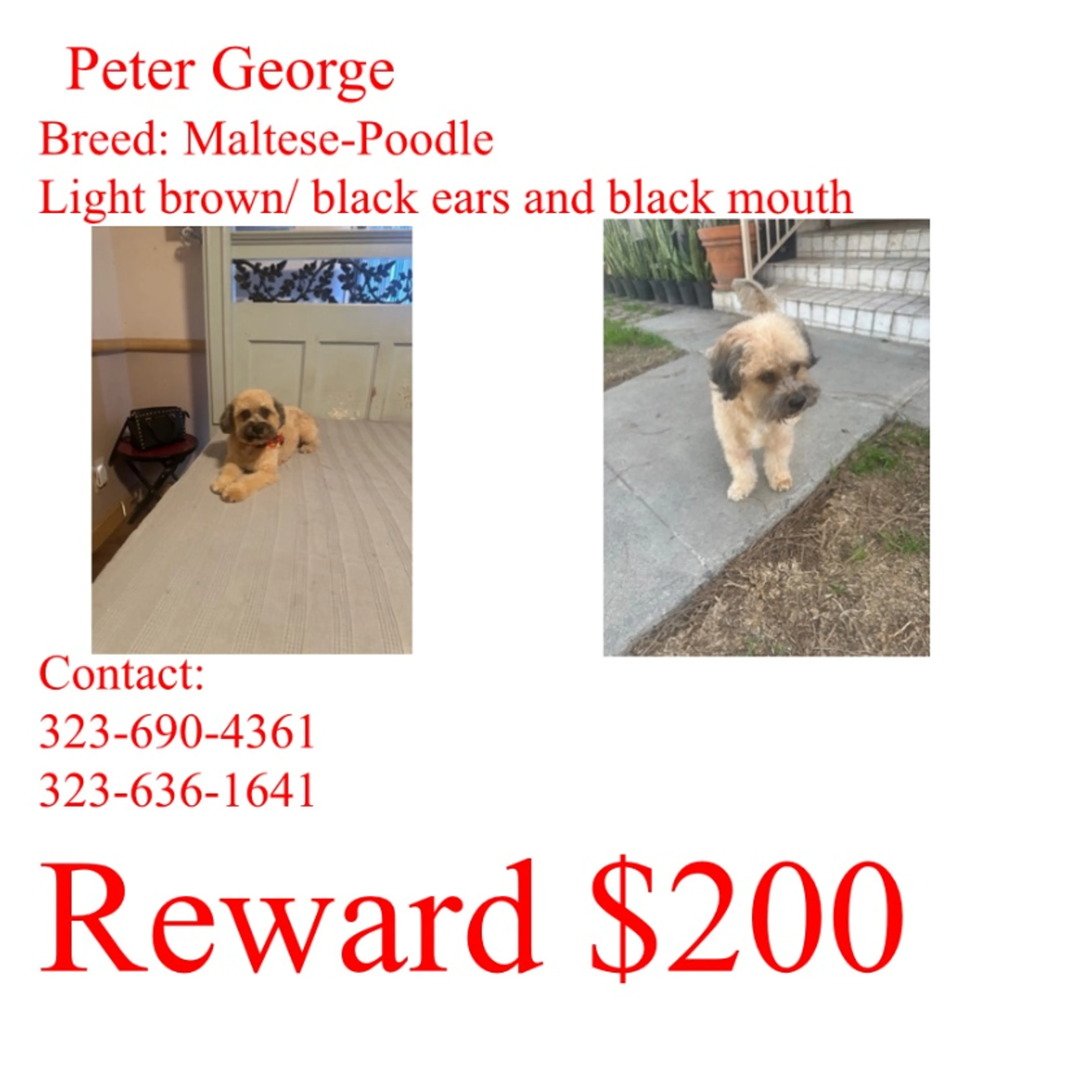Lost pet