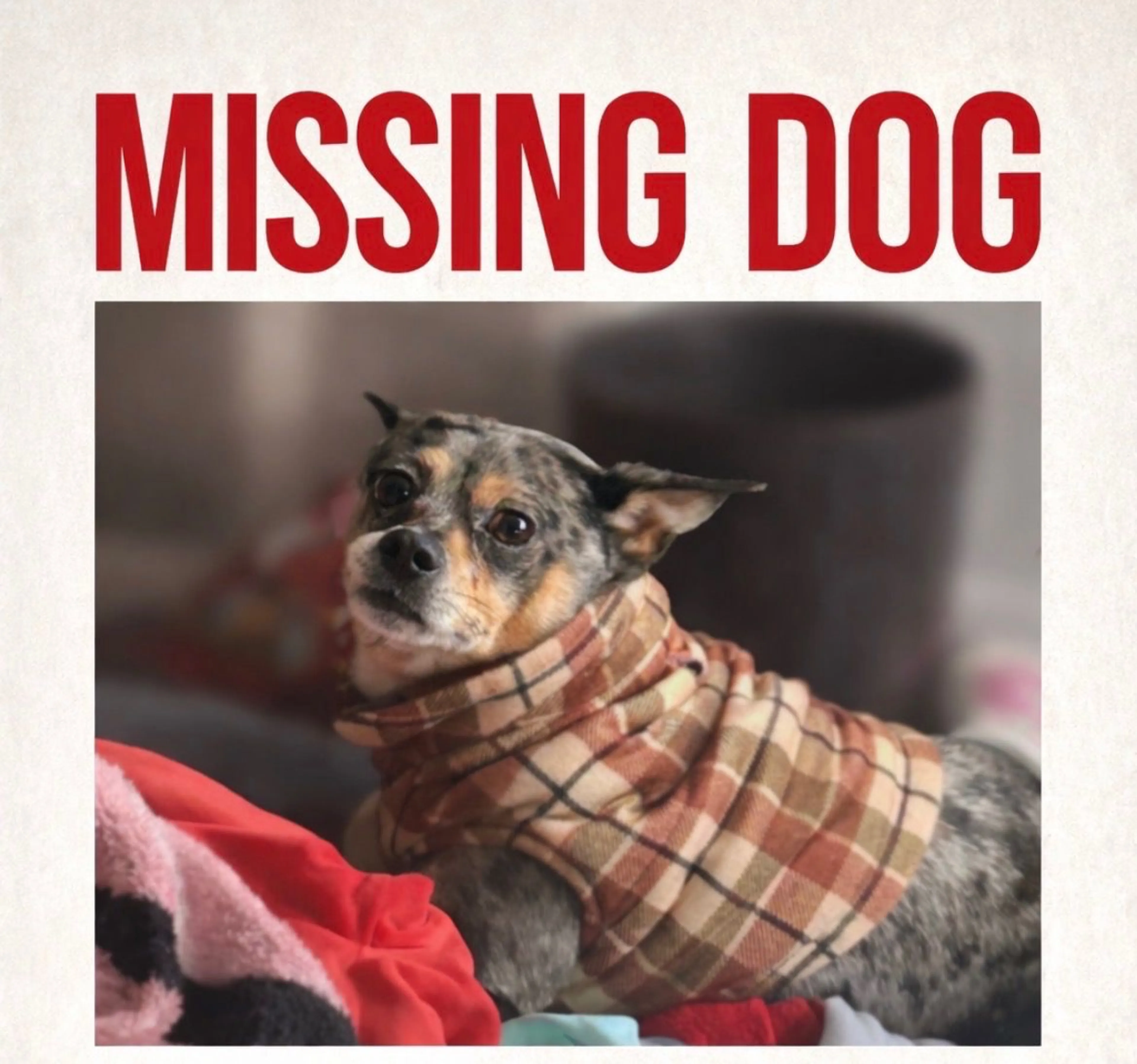 Lost pet