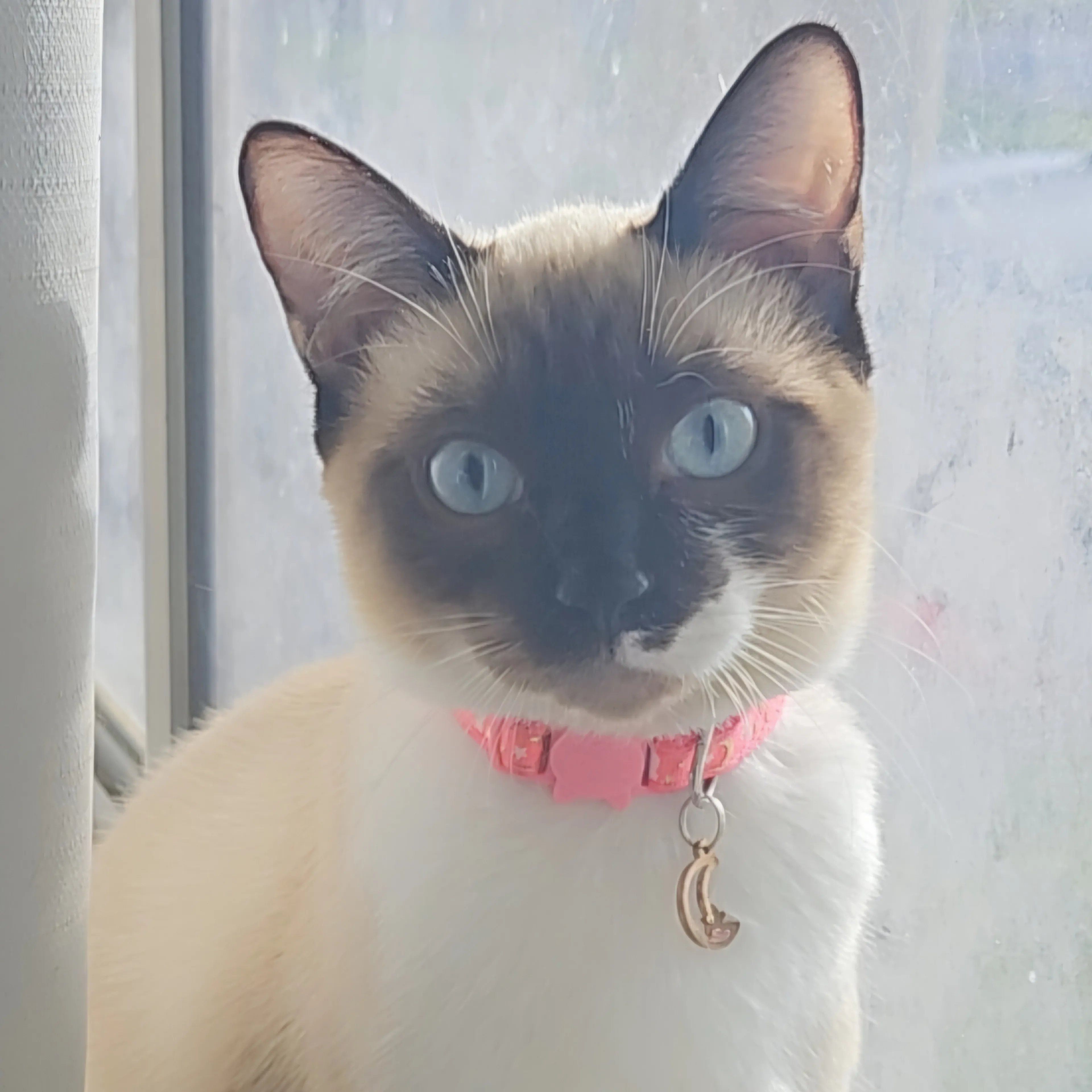 Lost pet-1