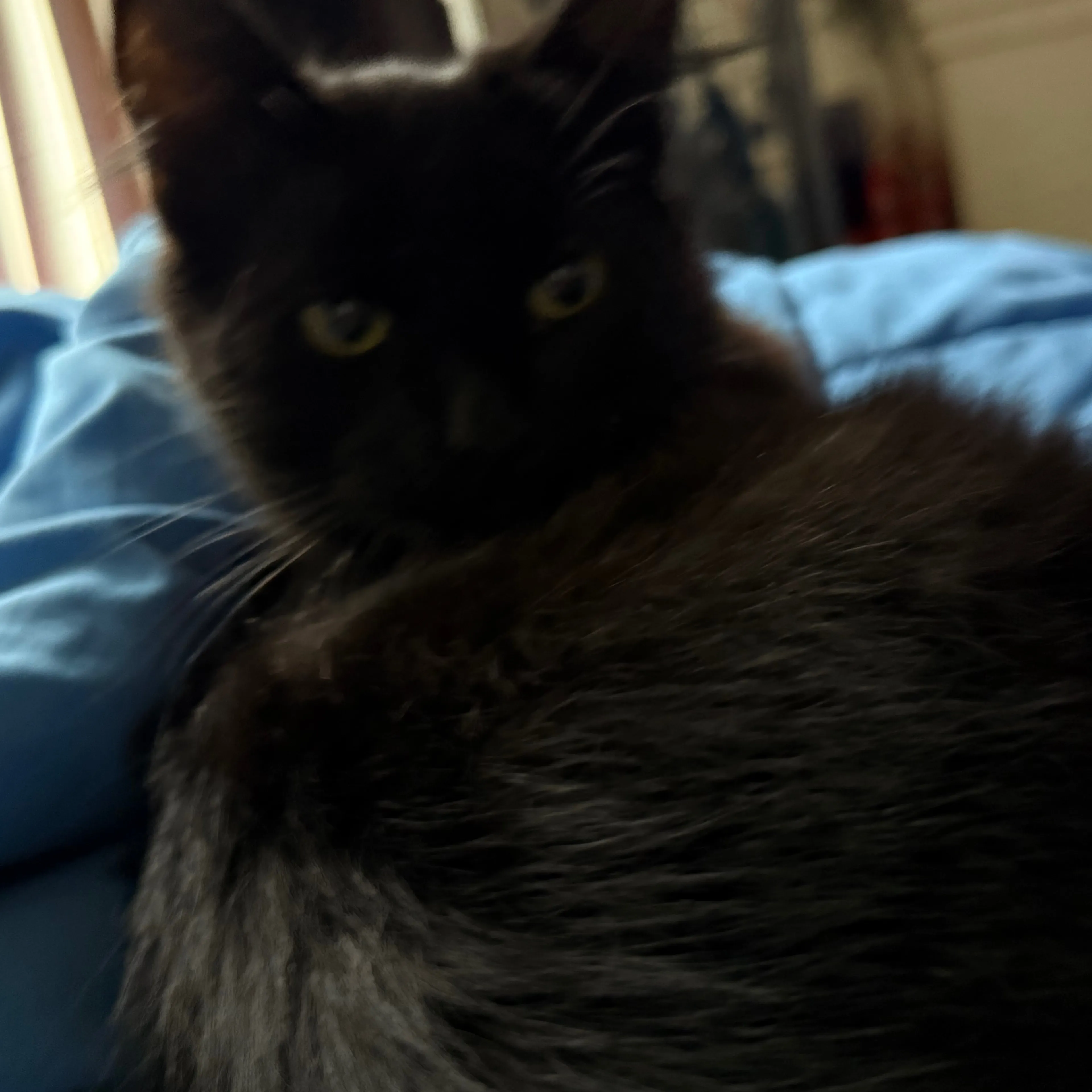 Lost pet-2