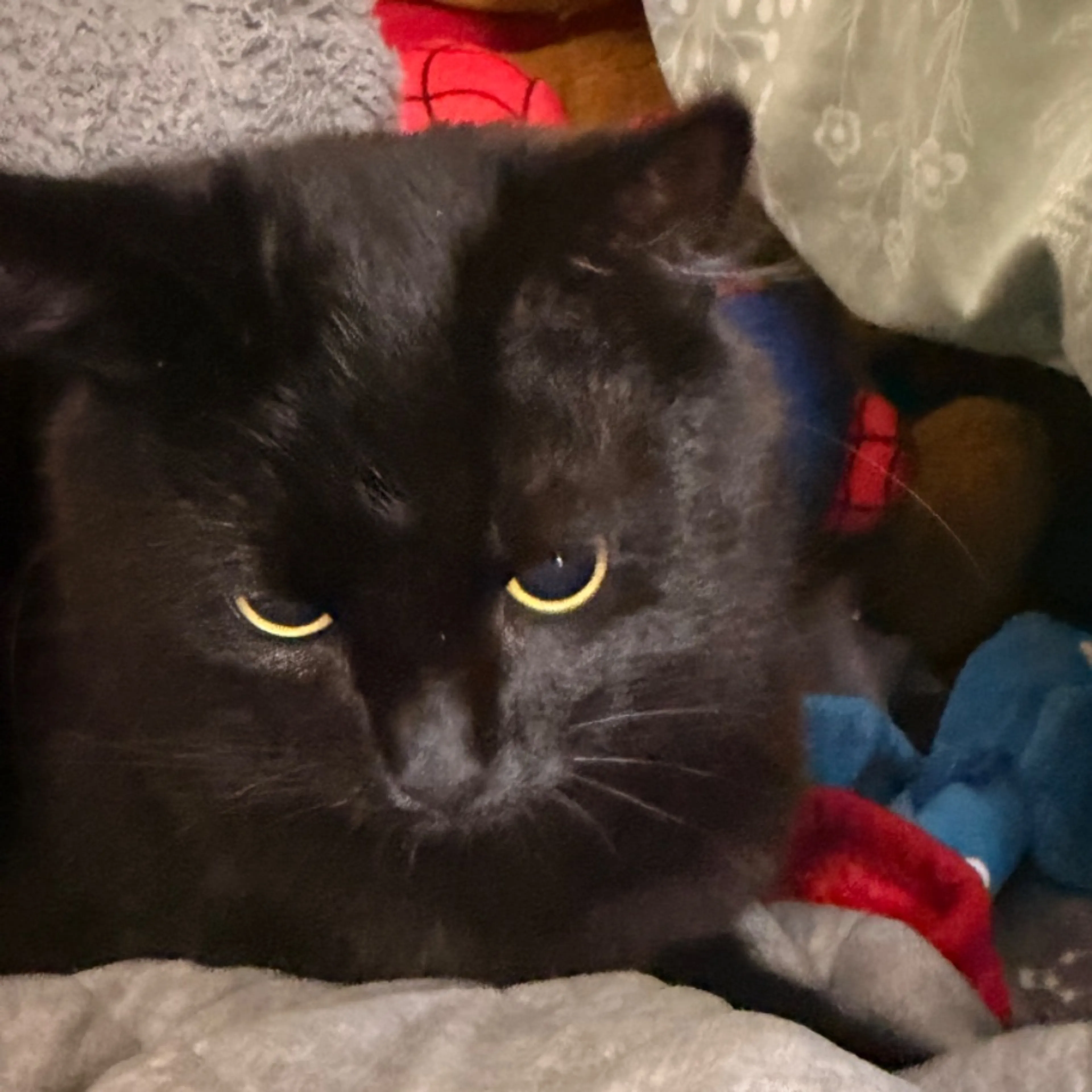 Lost pet-0