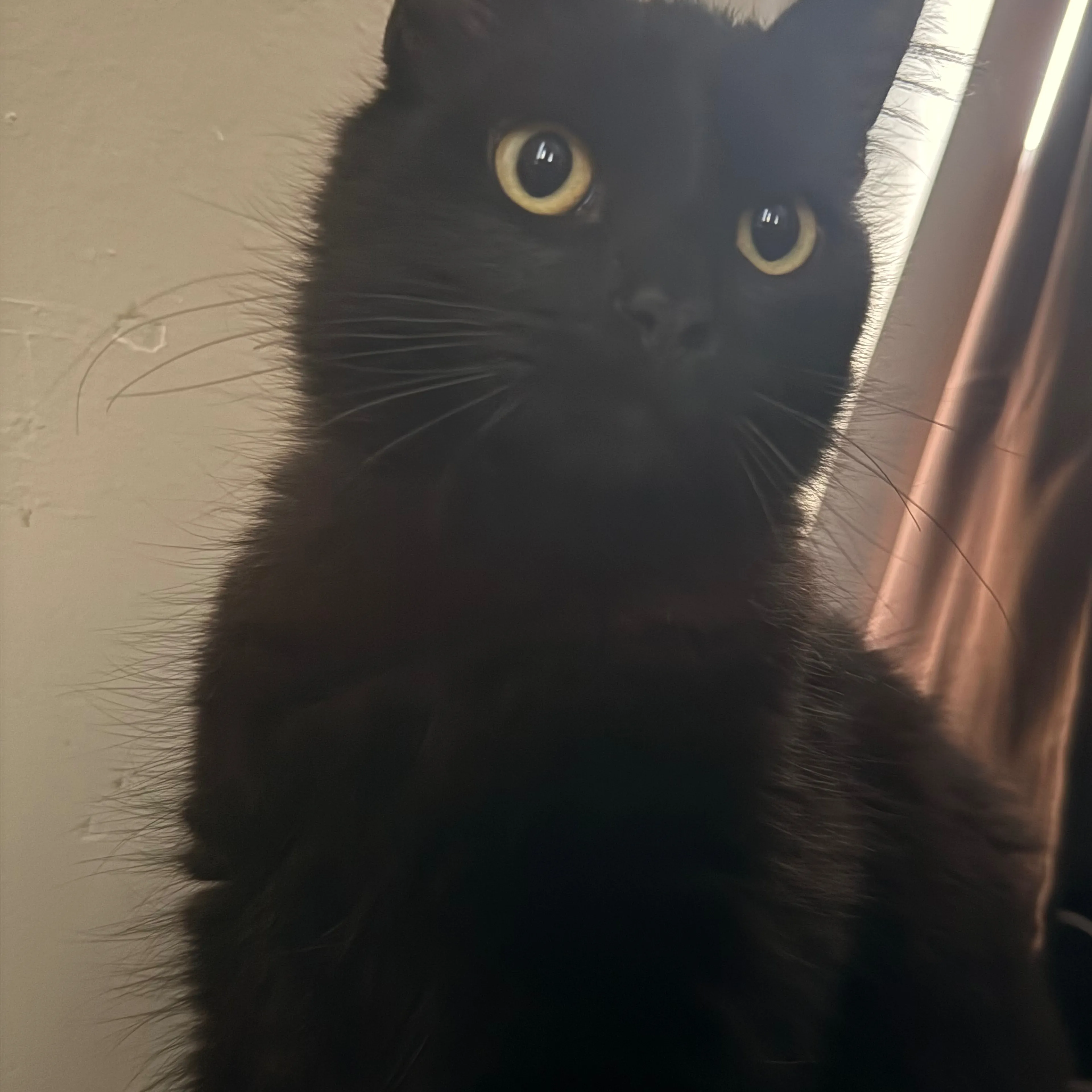 Lost pet-1