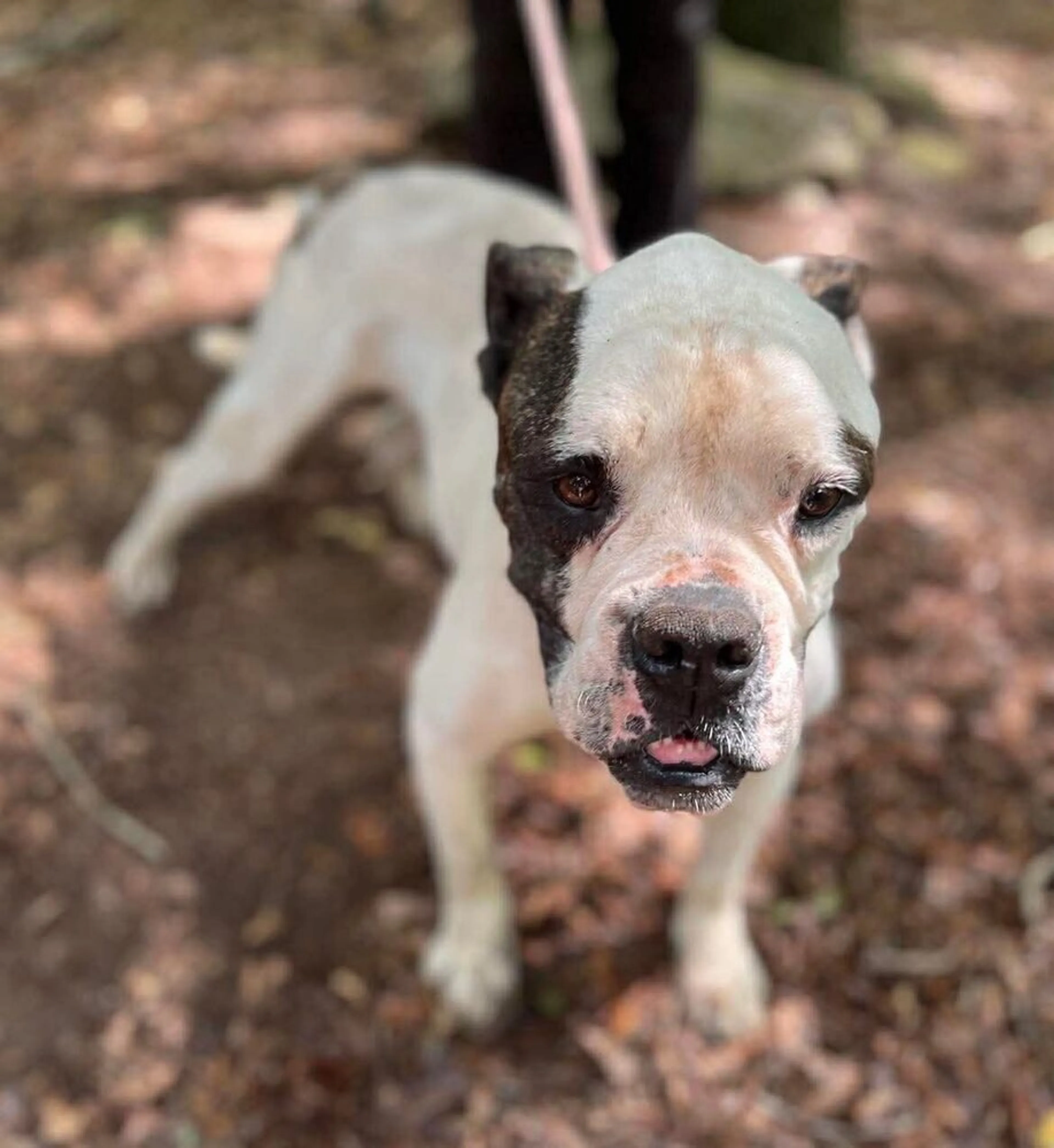 Found pet-2