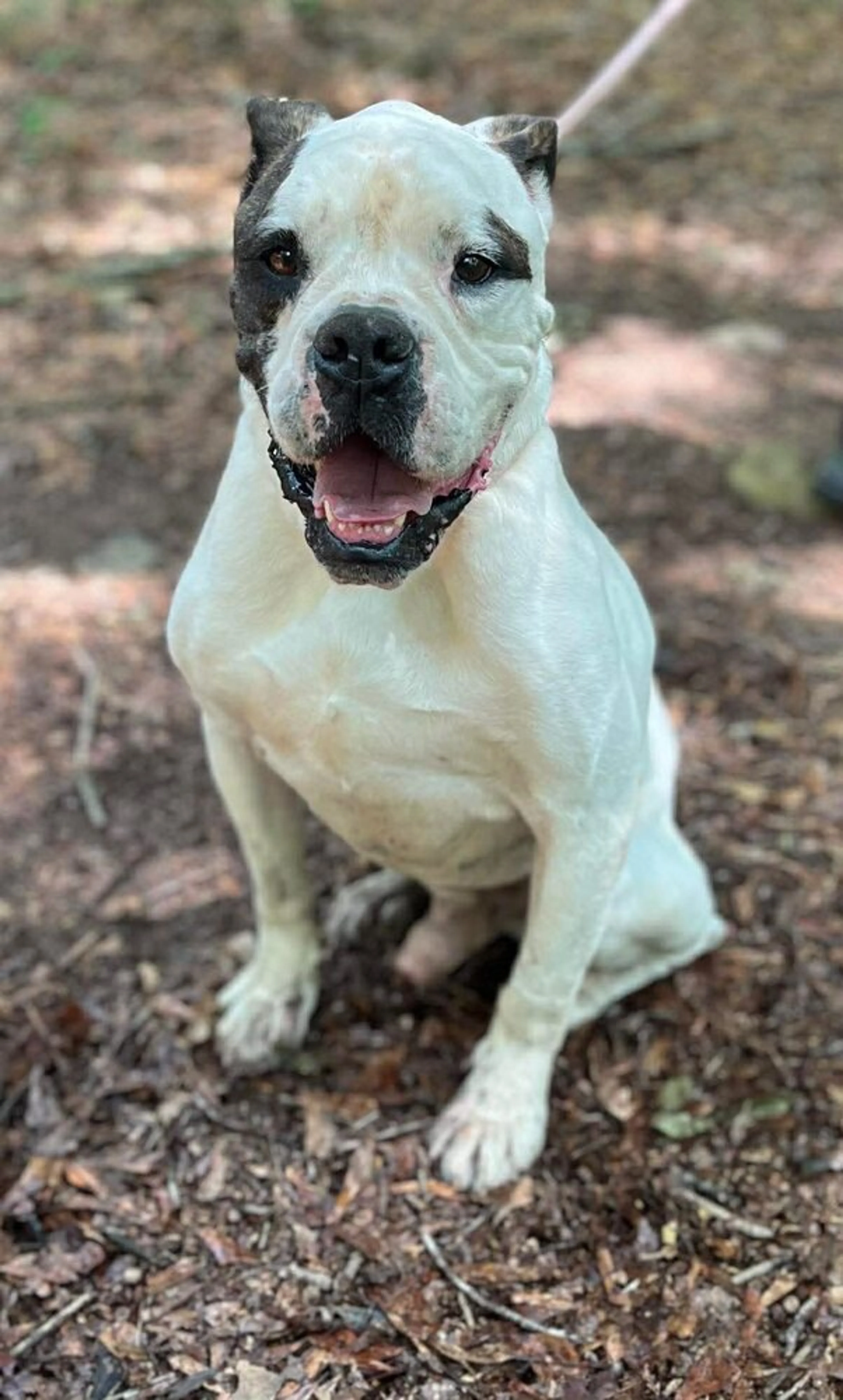 Found pet-1