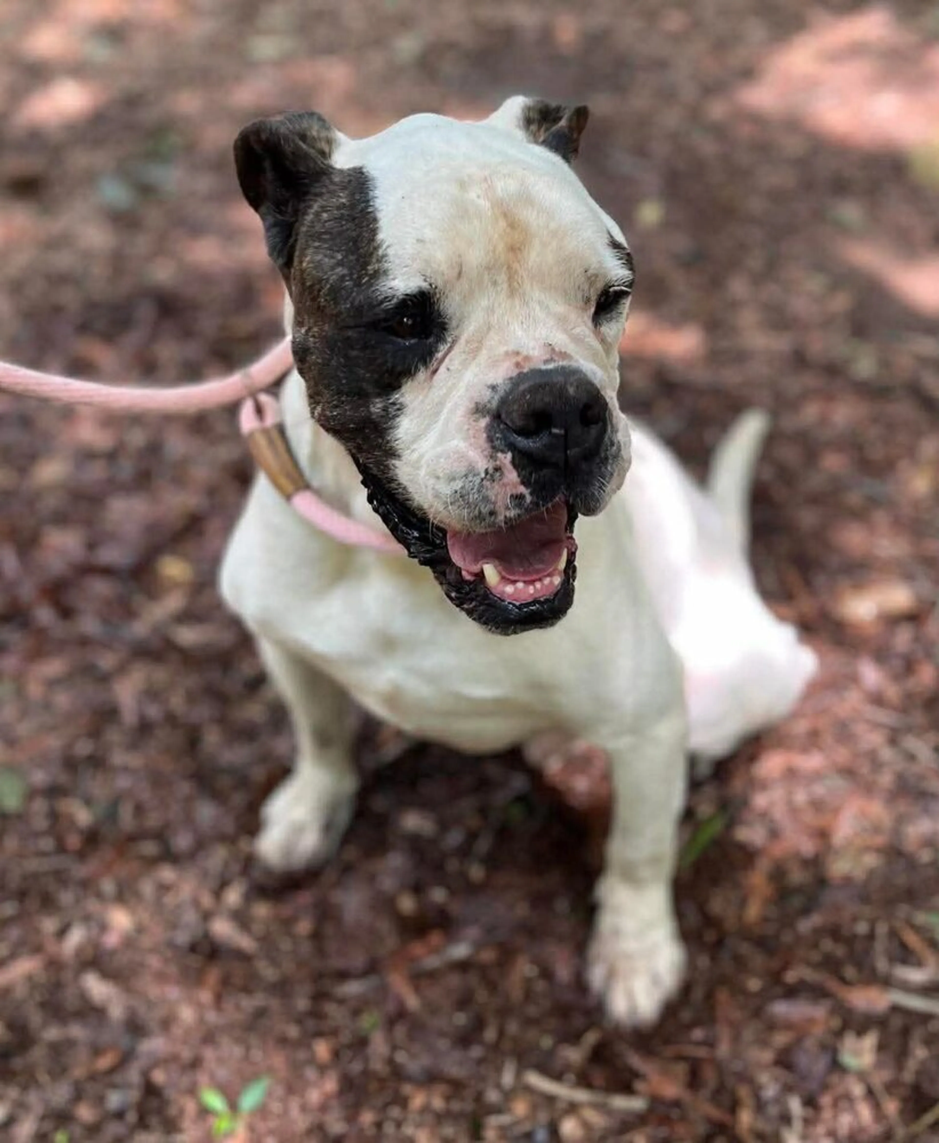 Found pet-3