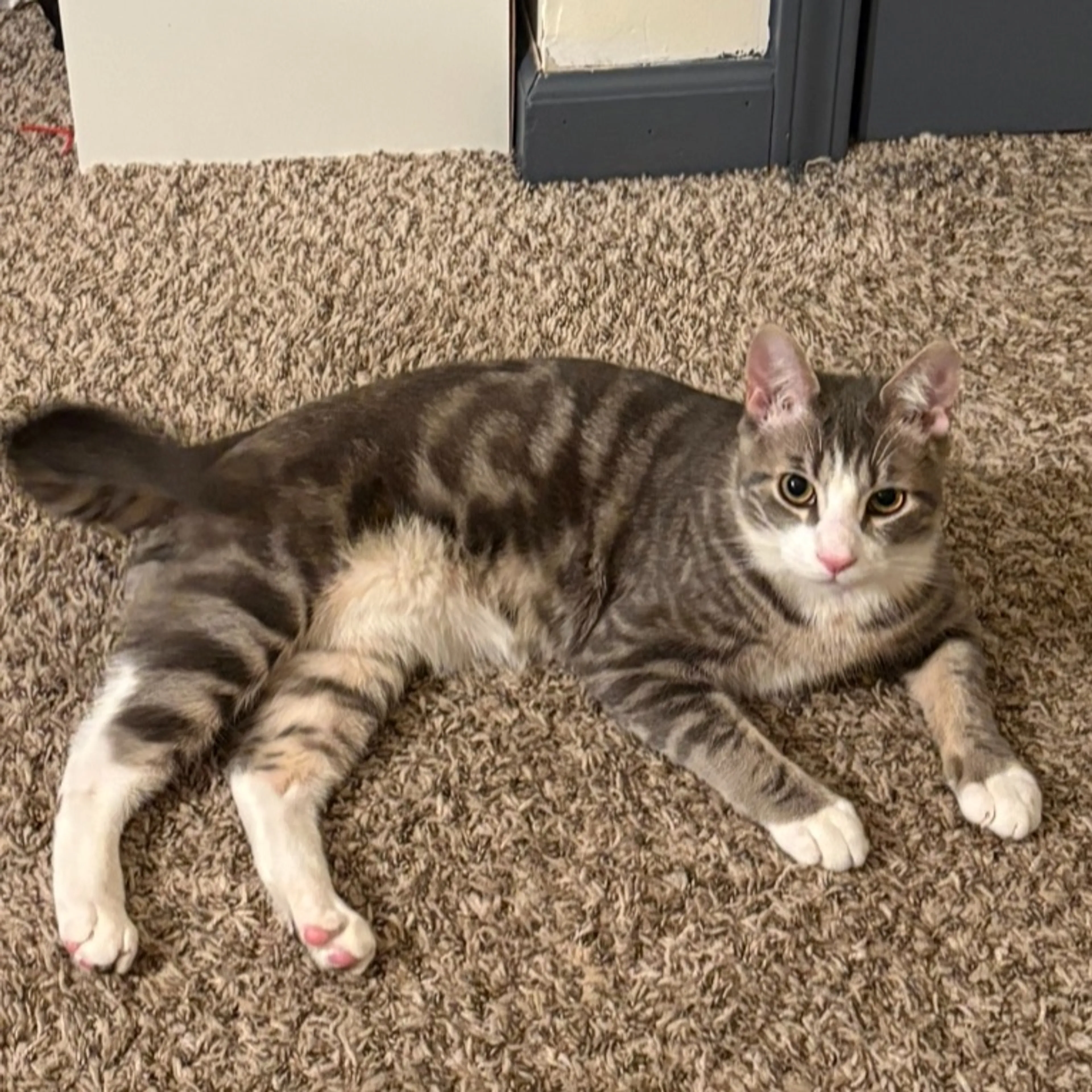 Lost pet-0
