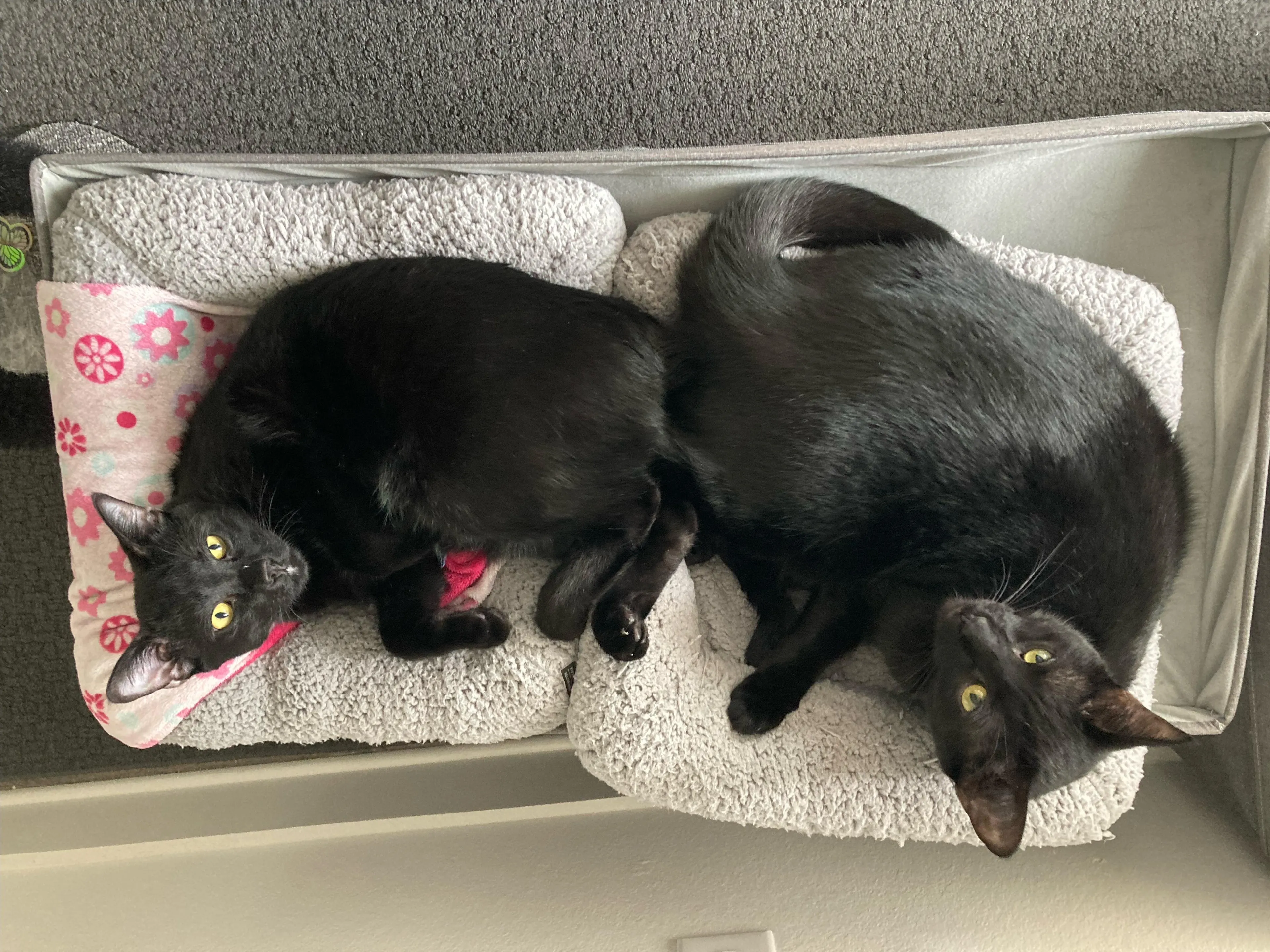 Found pet-2