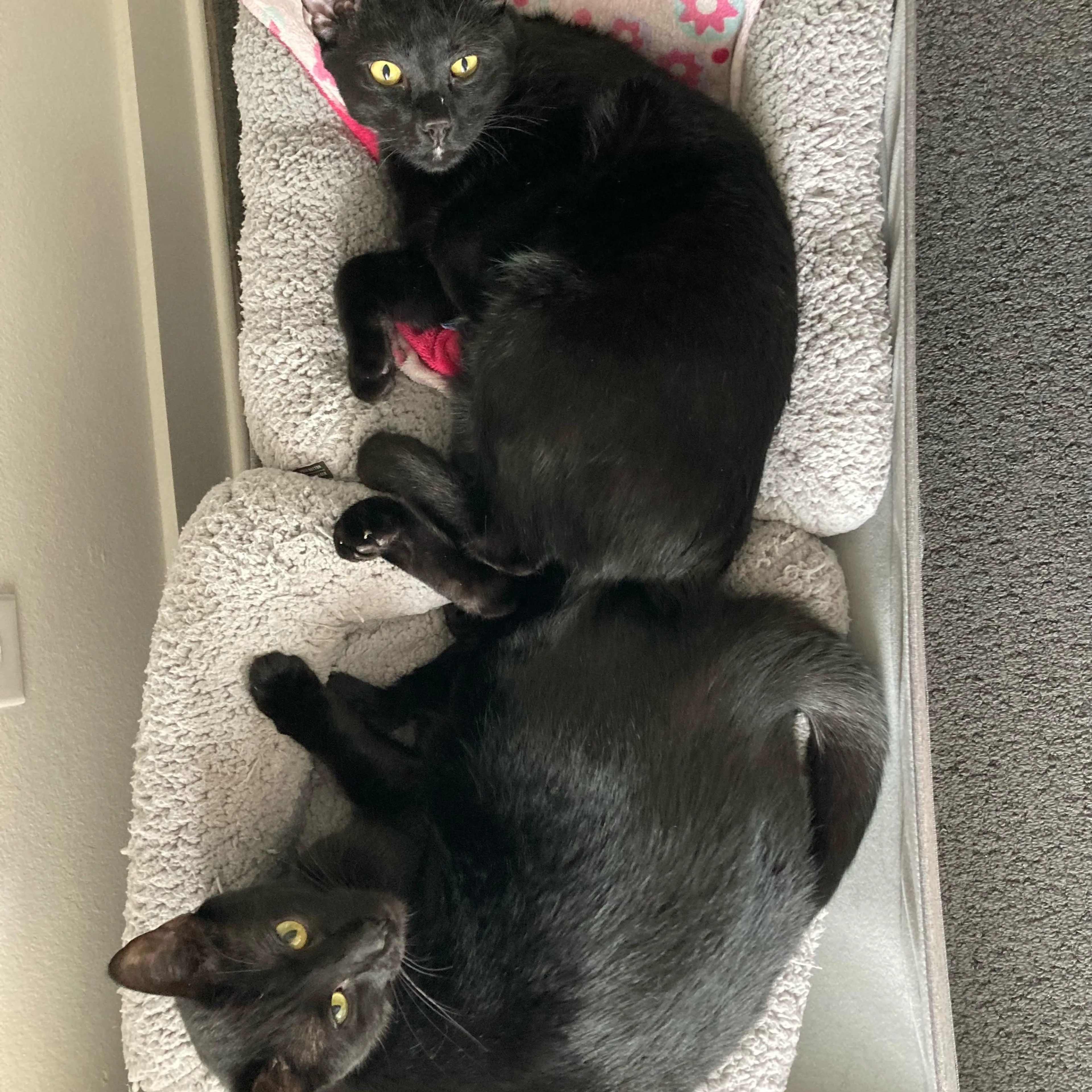 Found pet-2