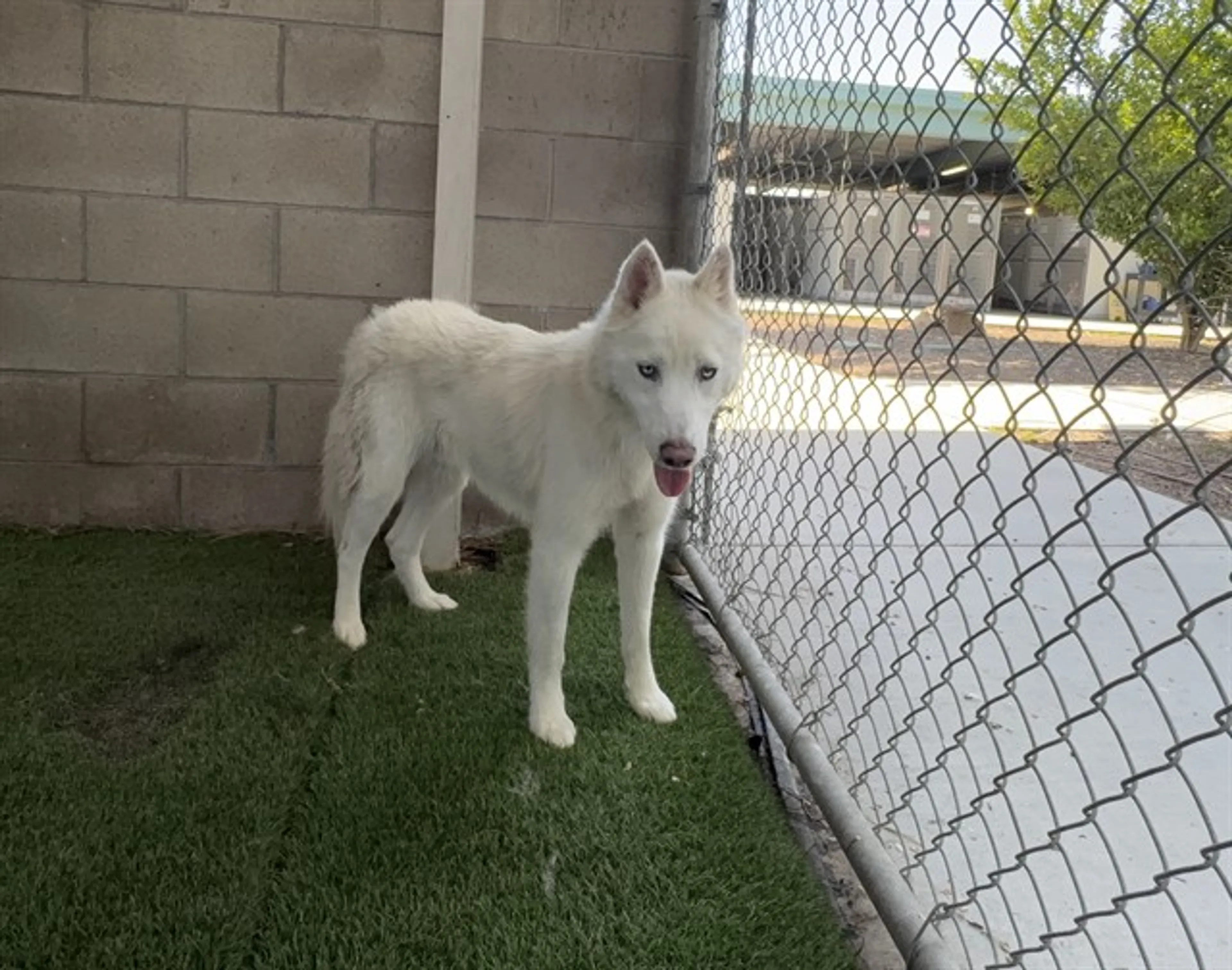 Found pet