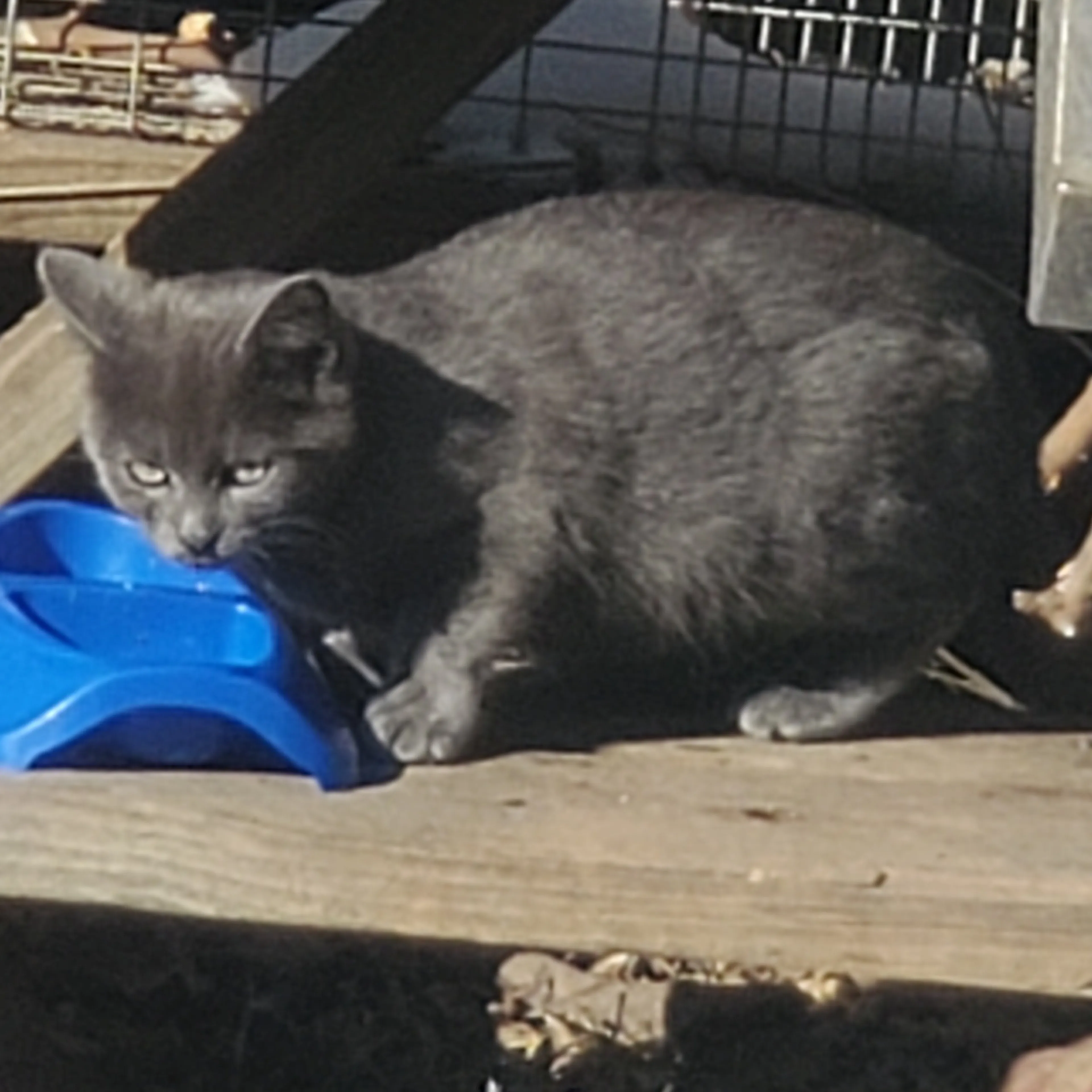 Found pet-2