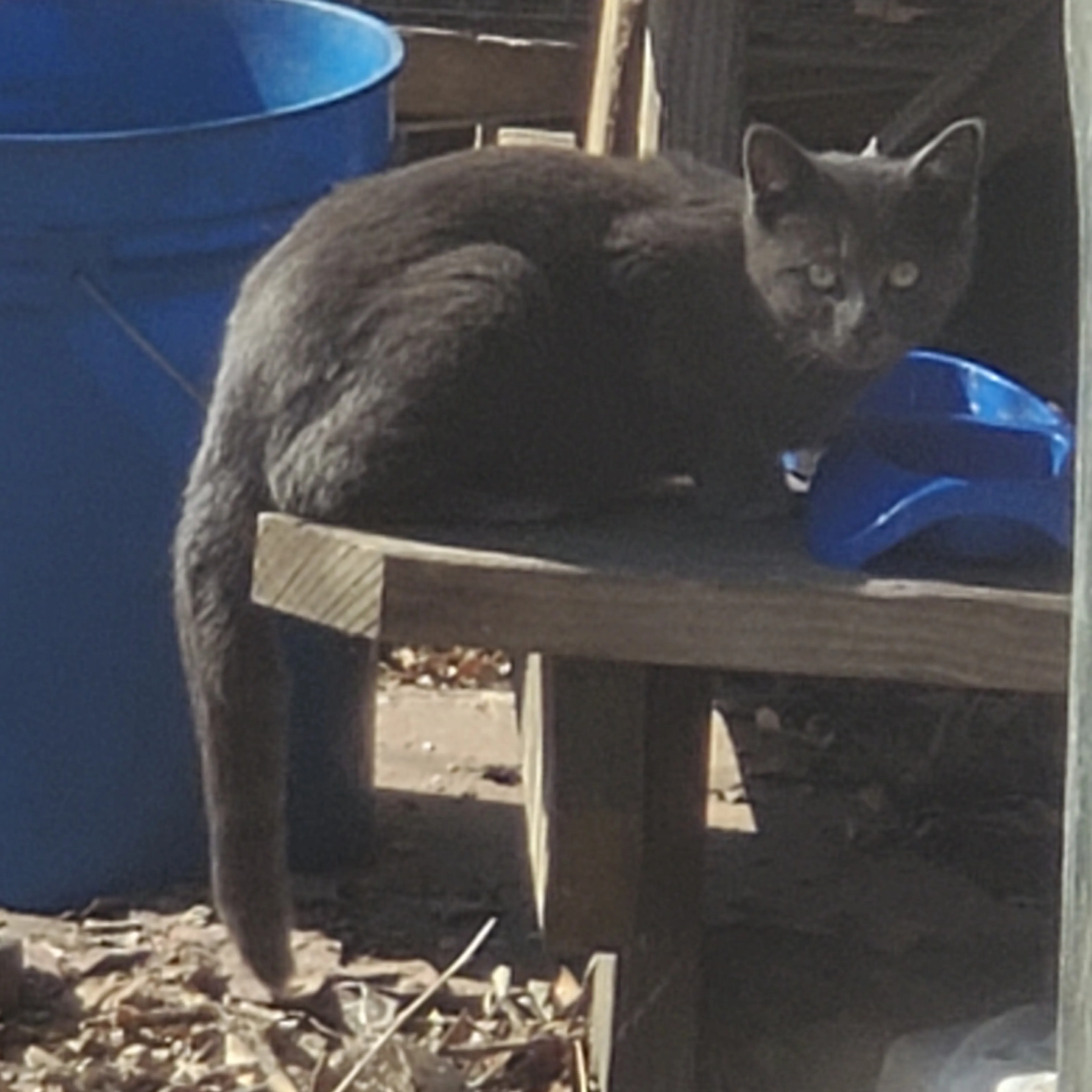 Found pet-1