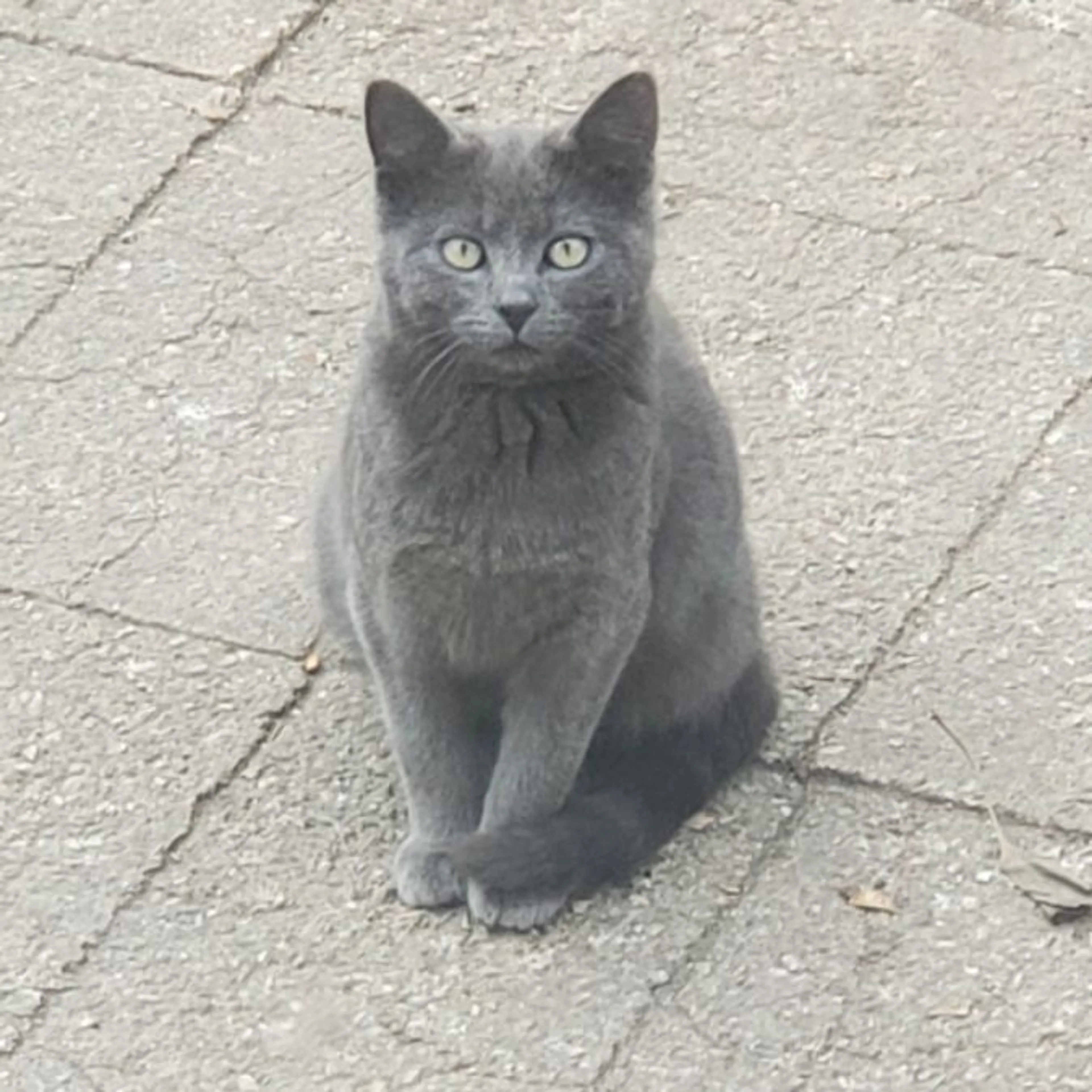 Found pet-0