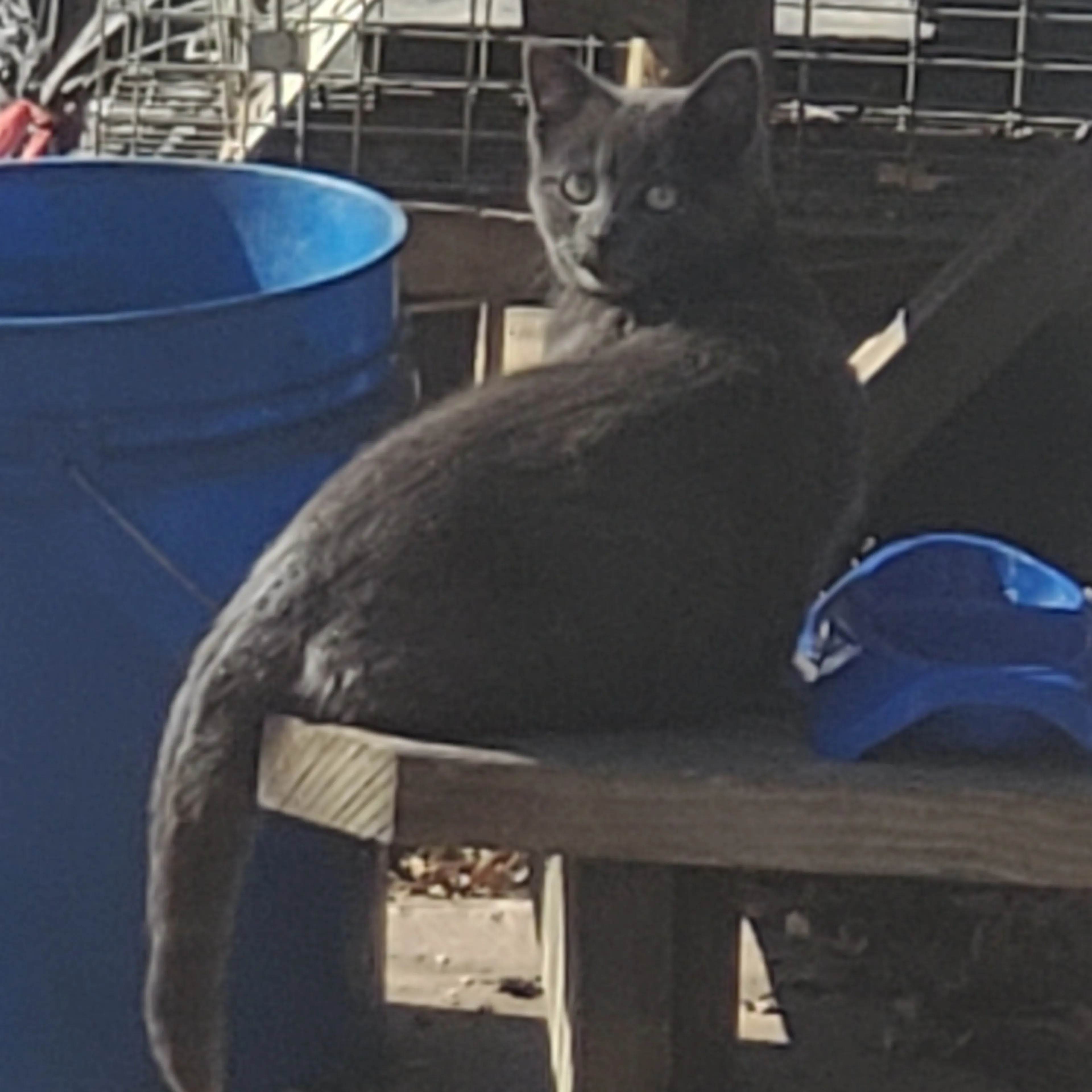 Found pet-3