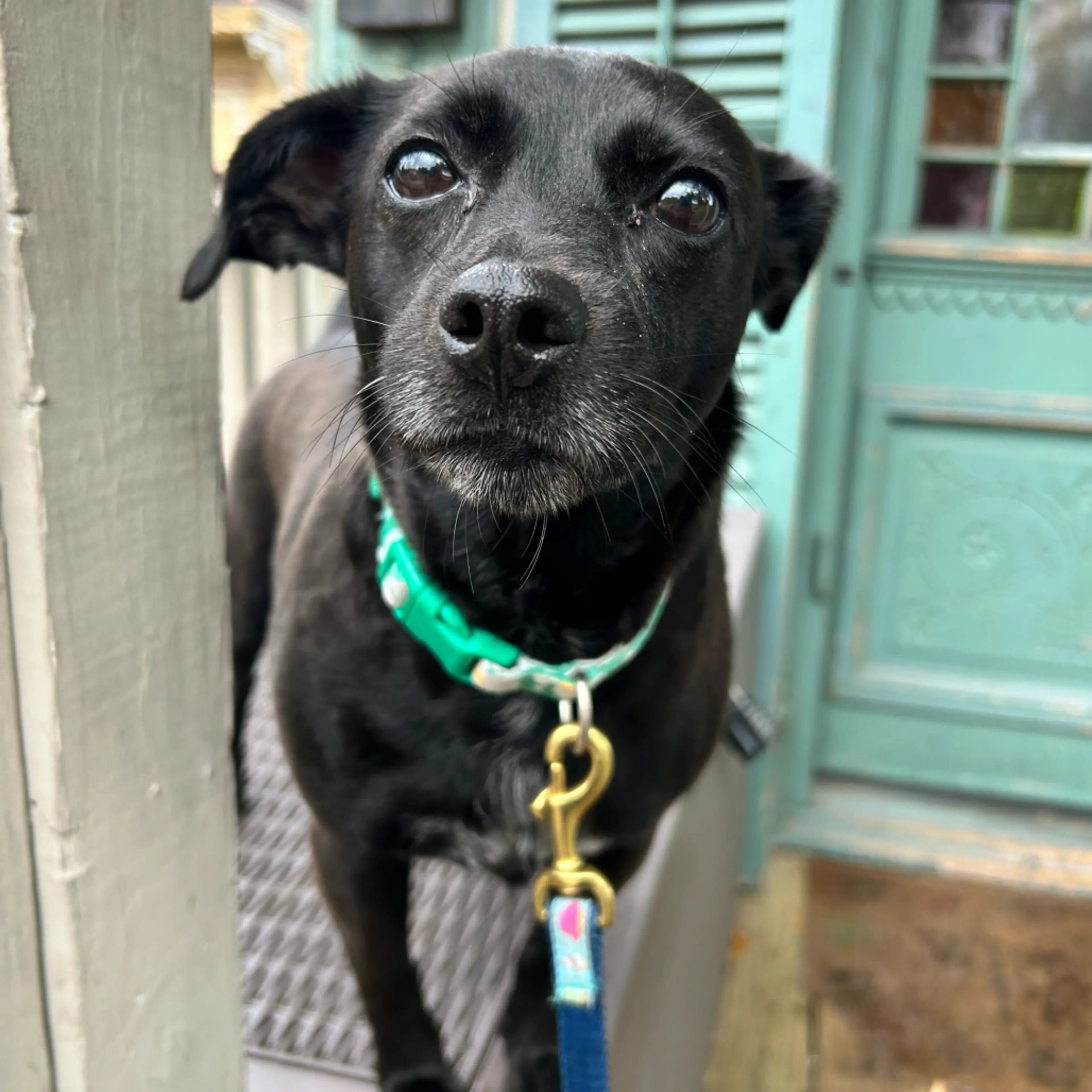 Found pet-2