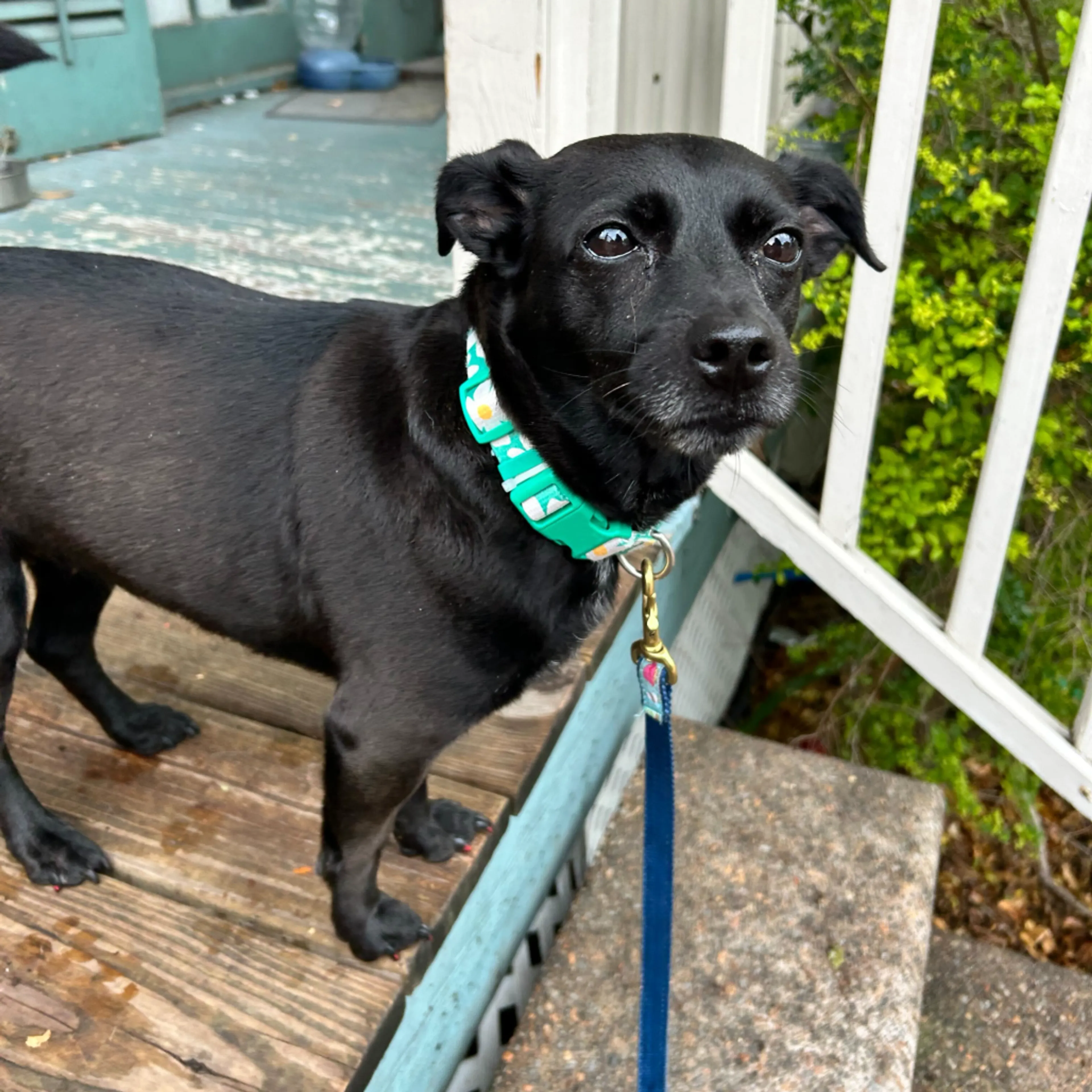 Found pet-3