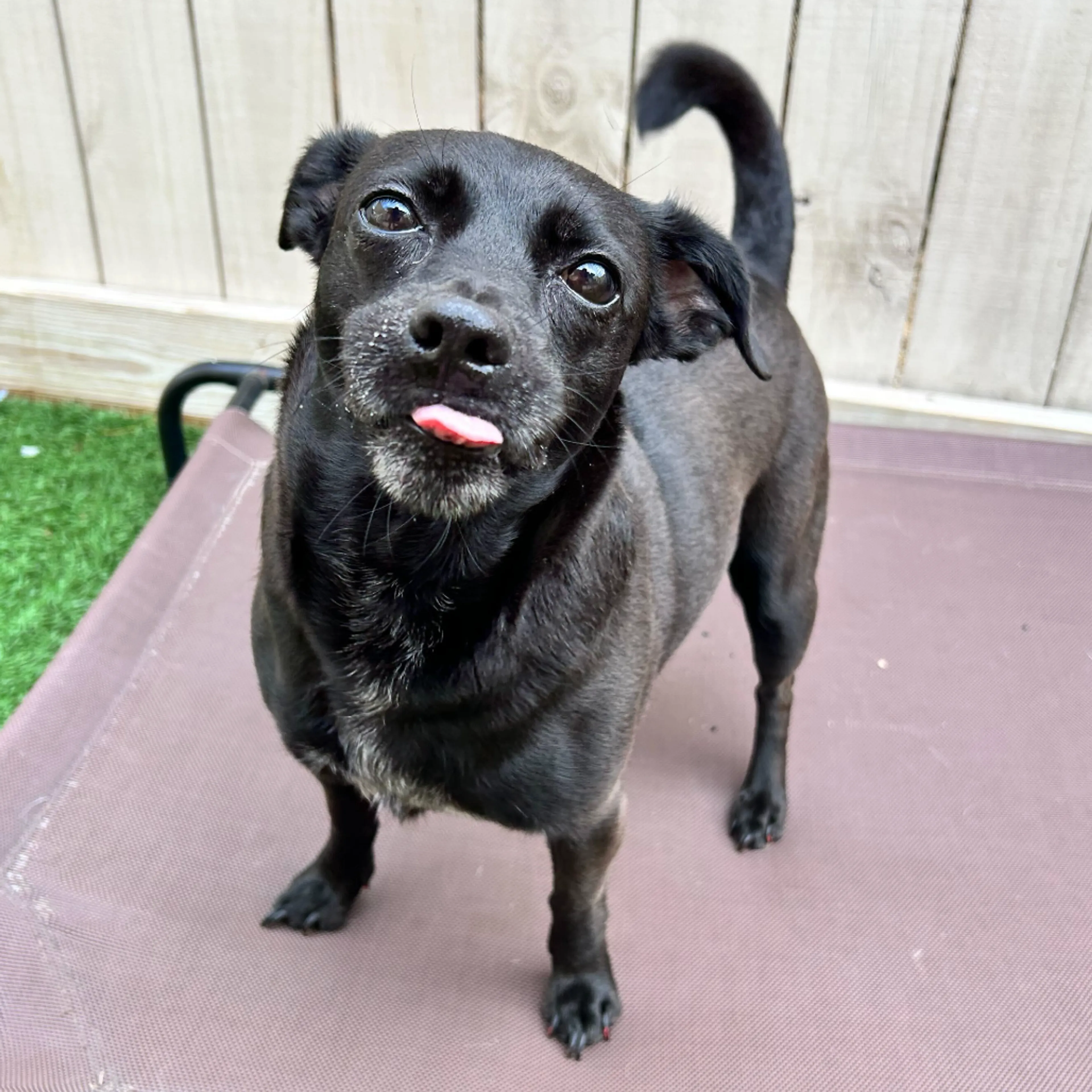 Found pet-11