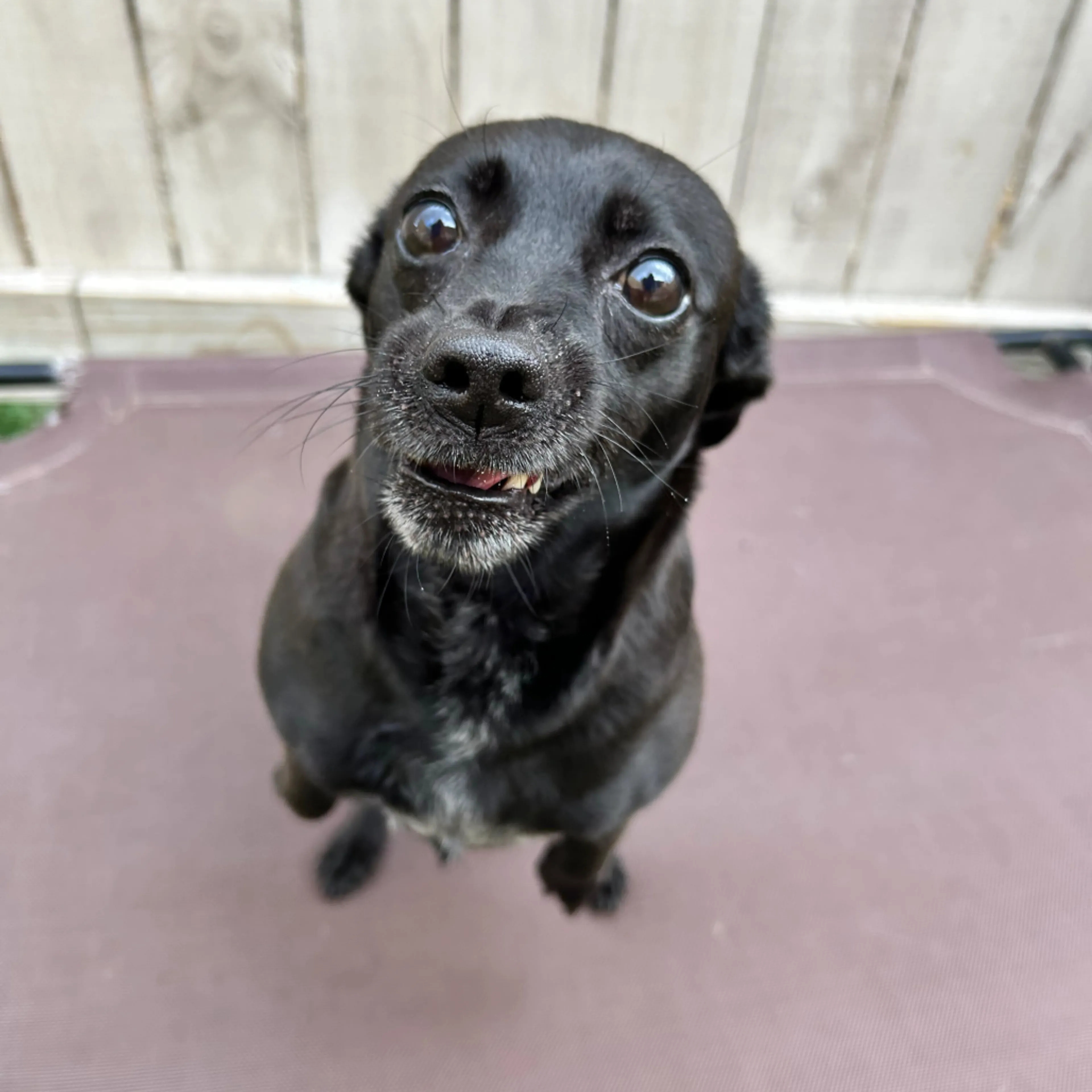 Found pet-13