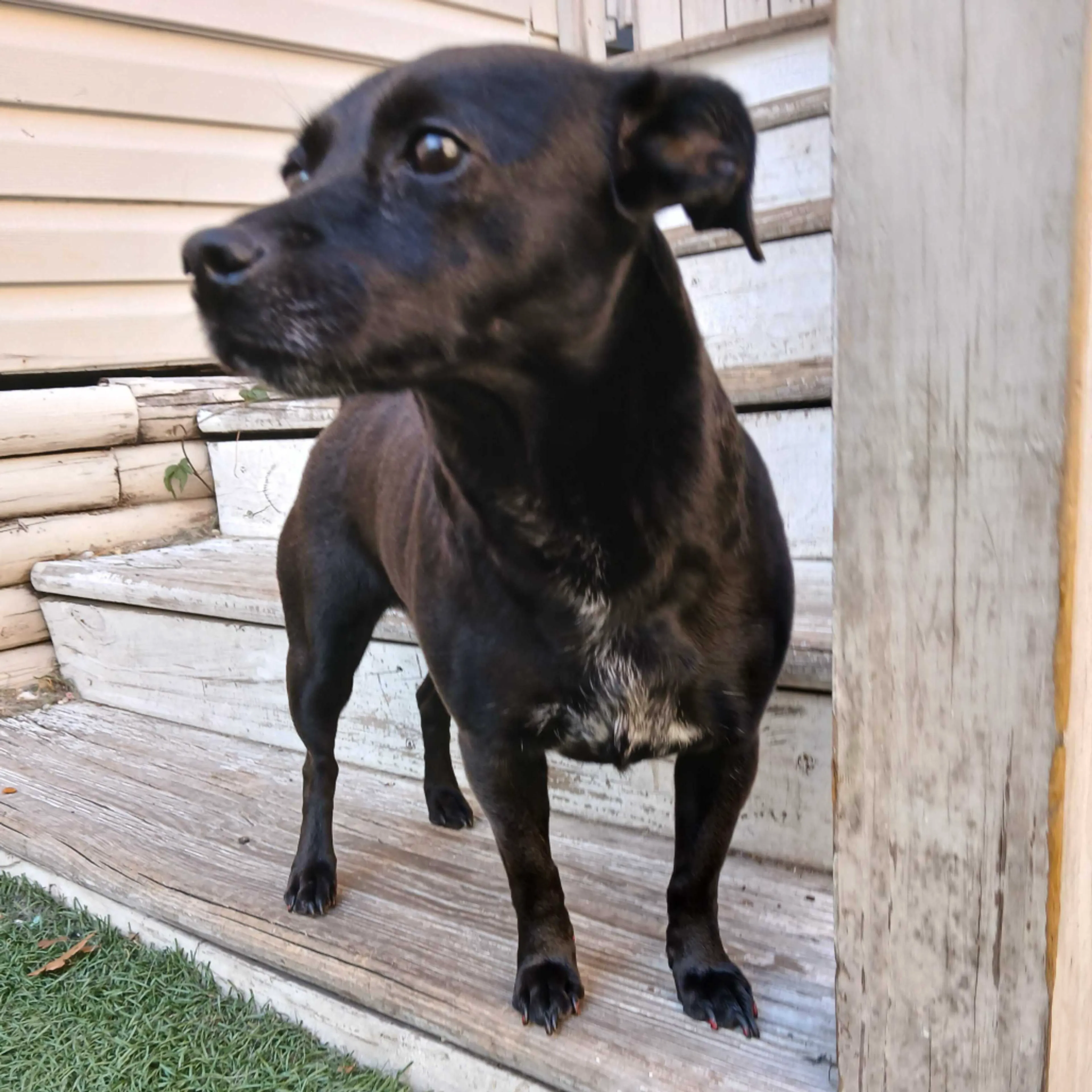 Found pet-4