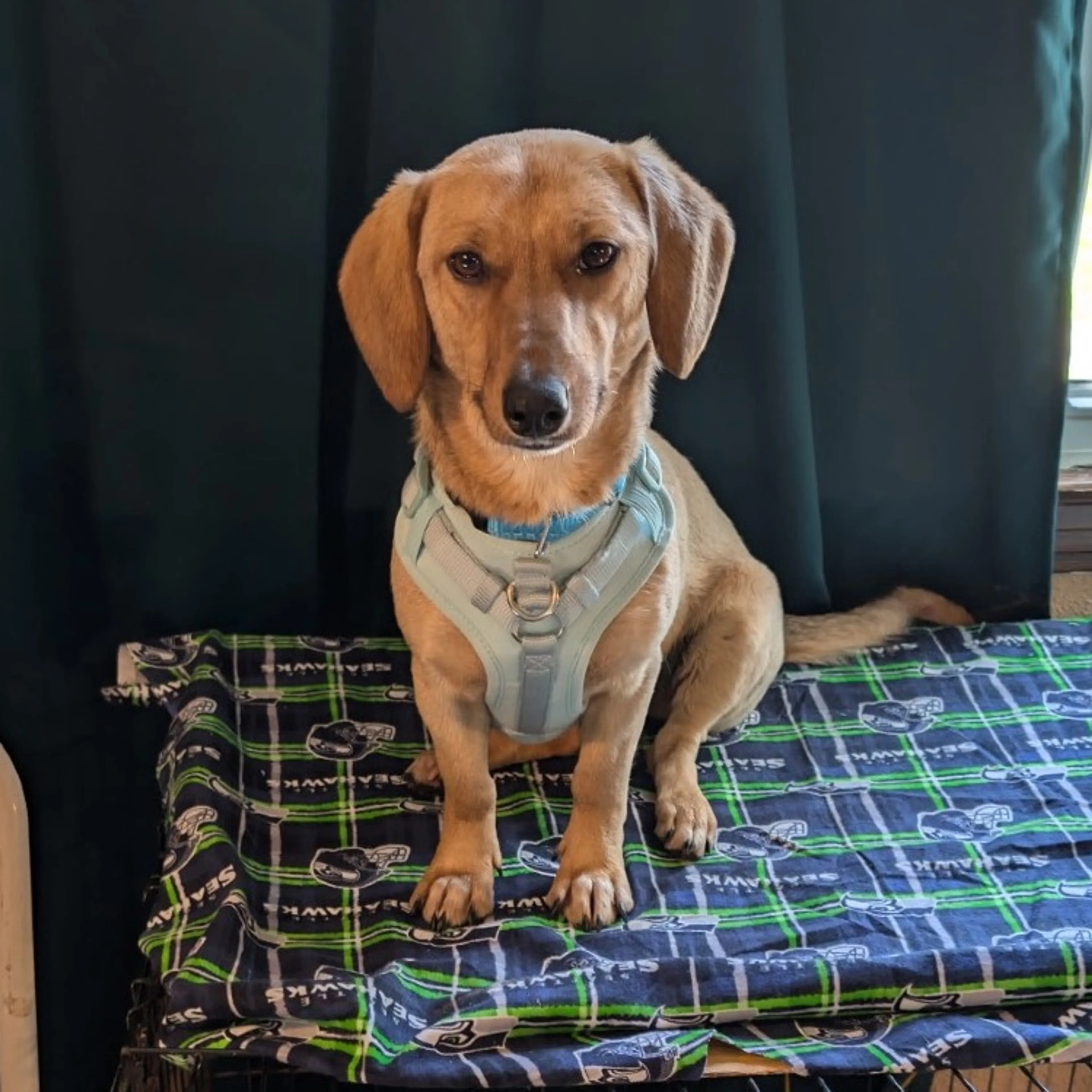 Found pet-2