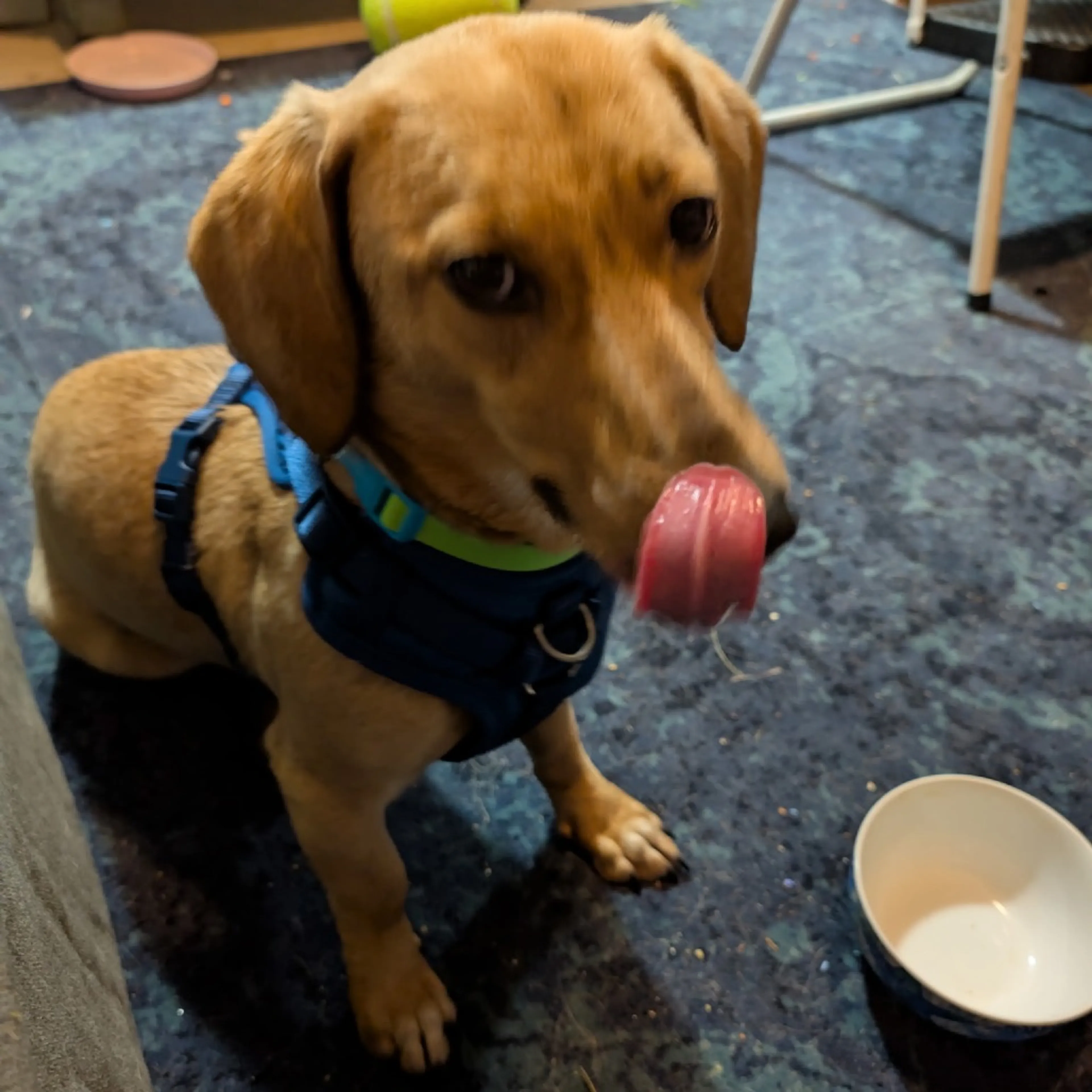 Found pet-13