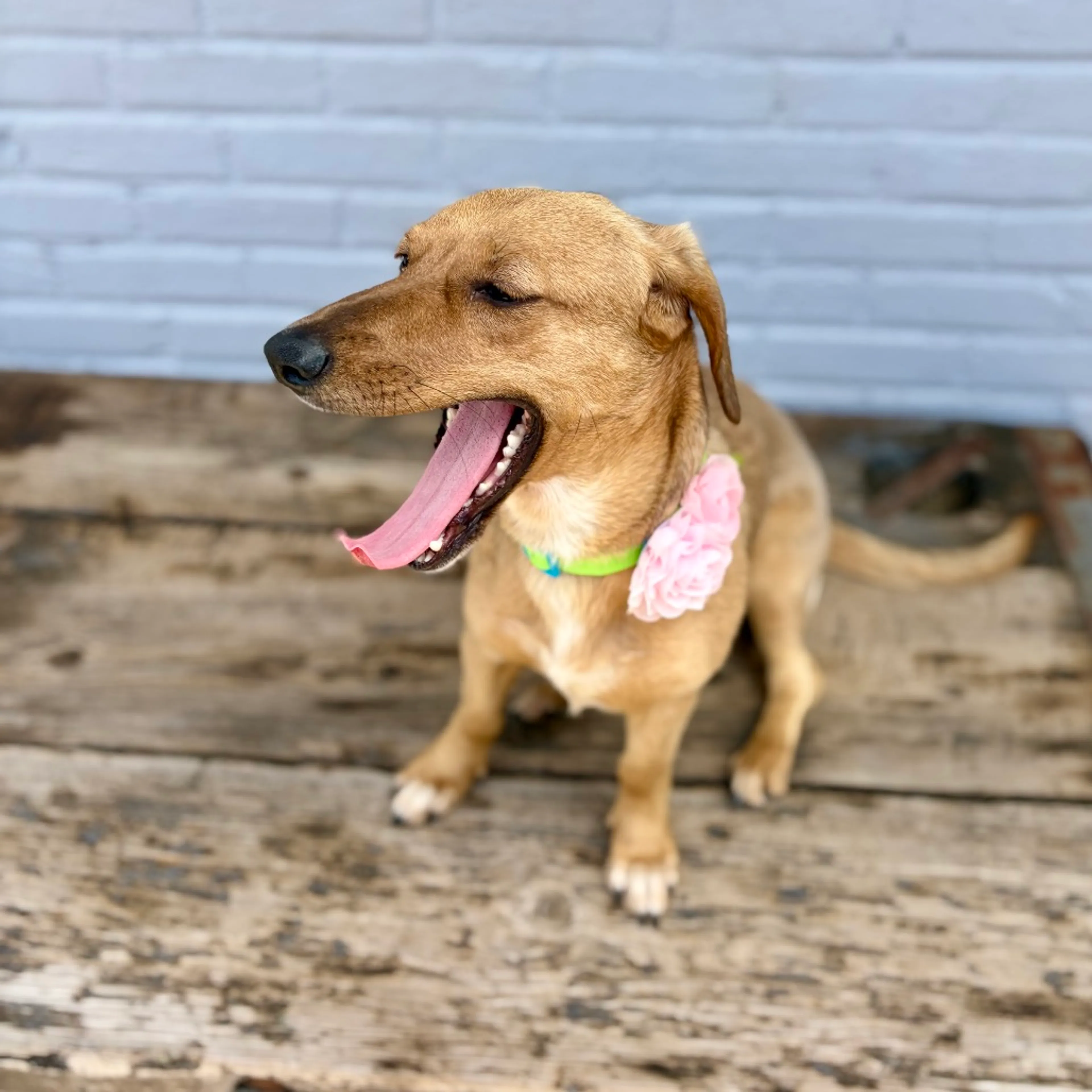 Found pet-4