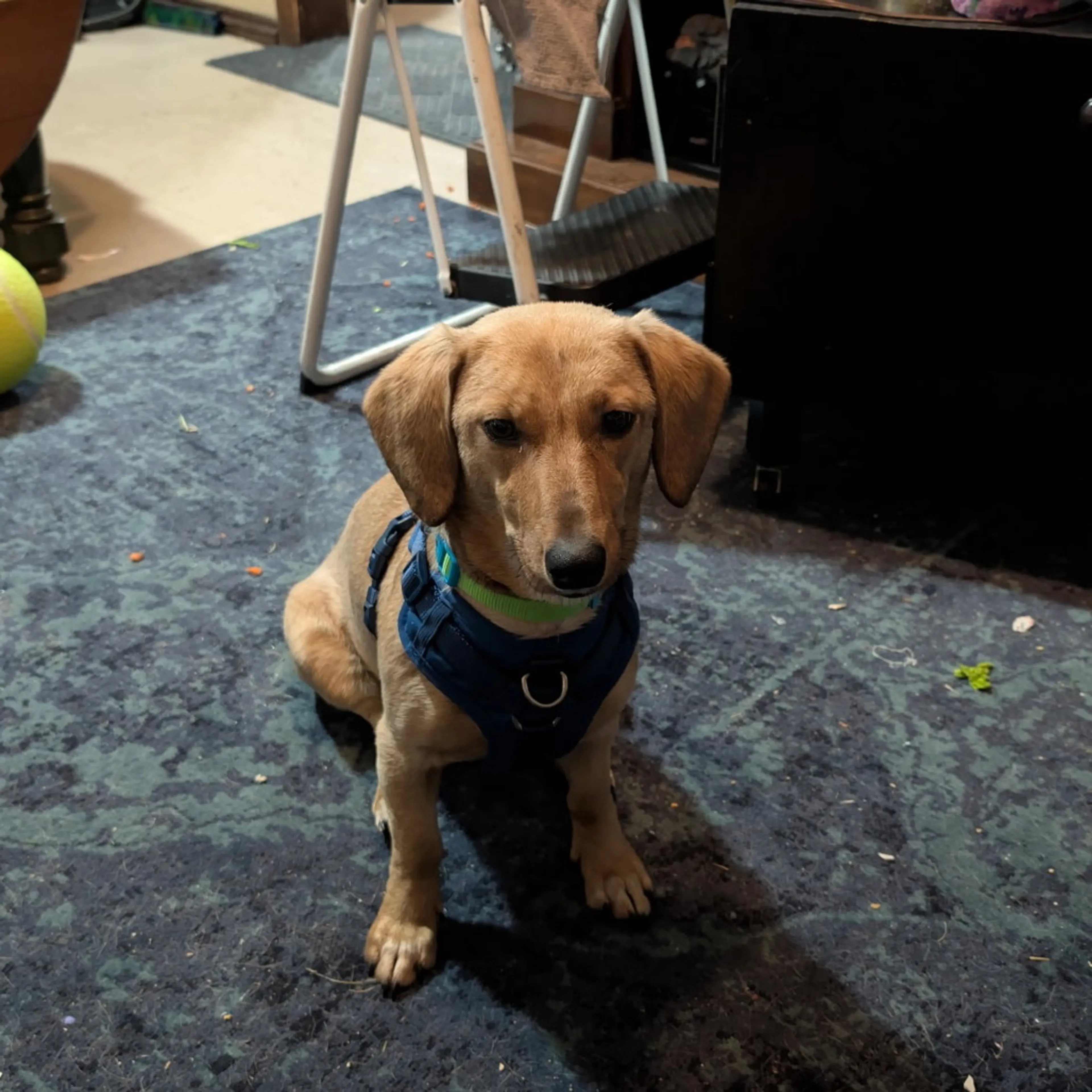 Found pet-10