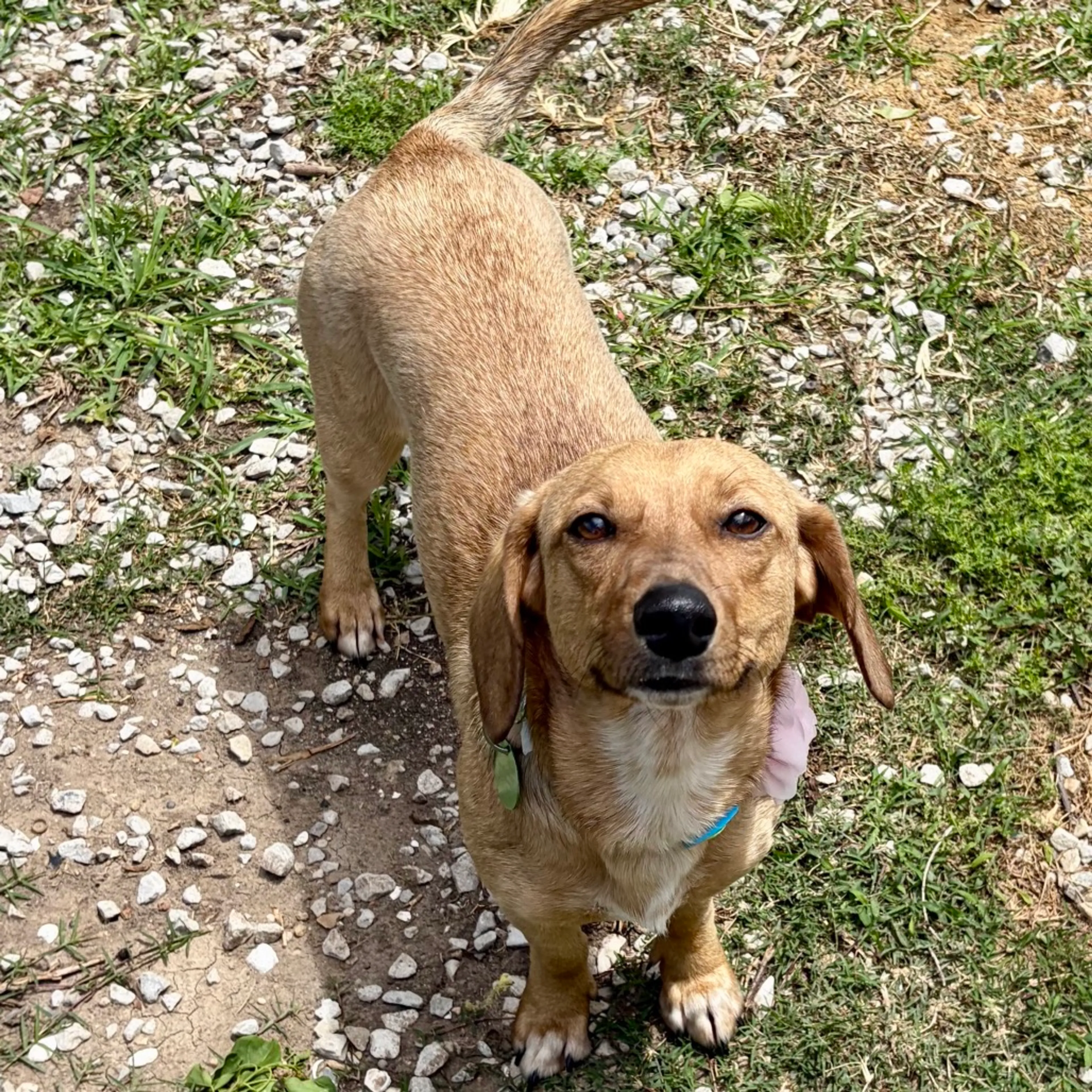 Found pet-14