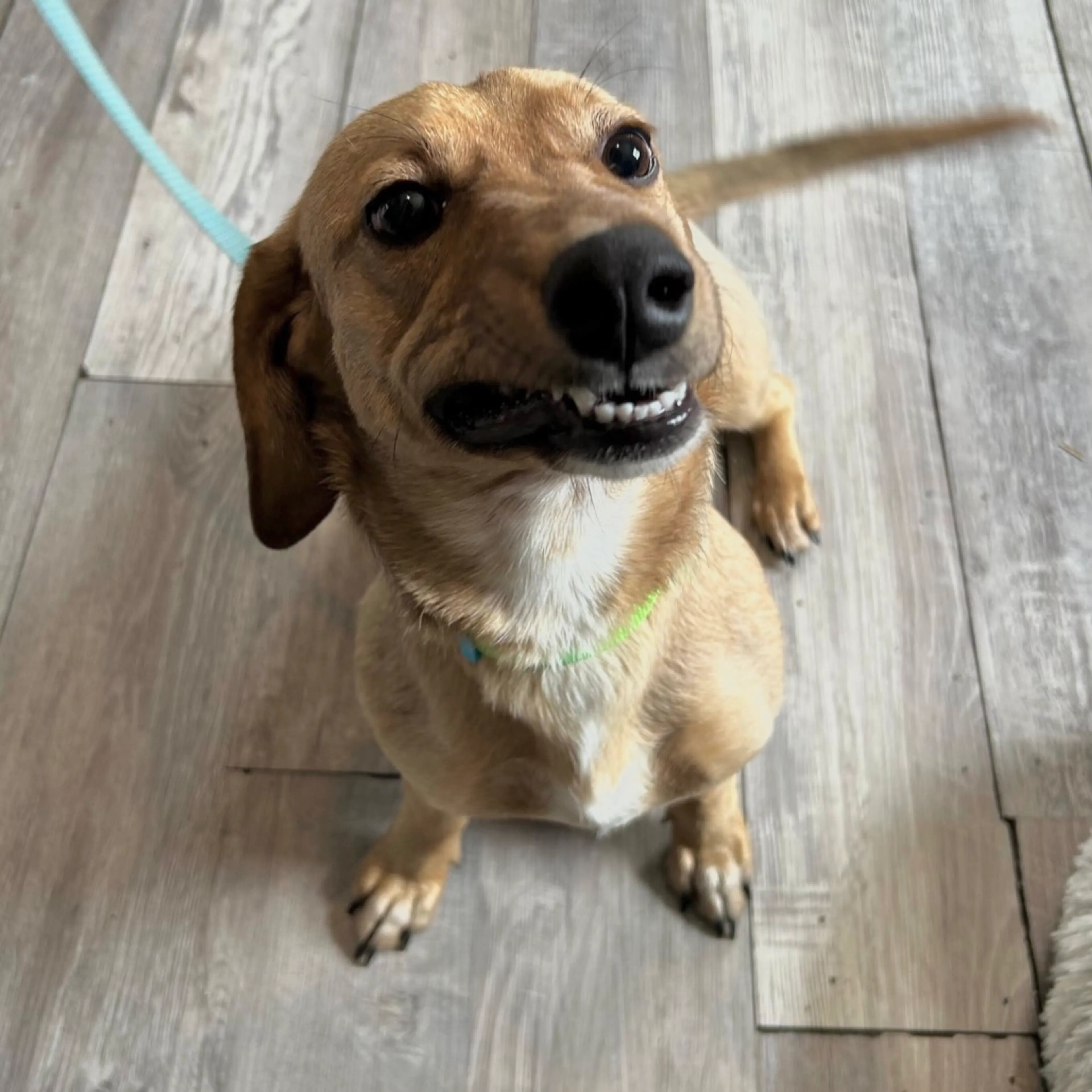 Found pet-3
