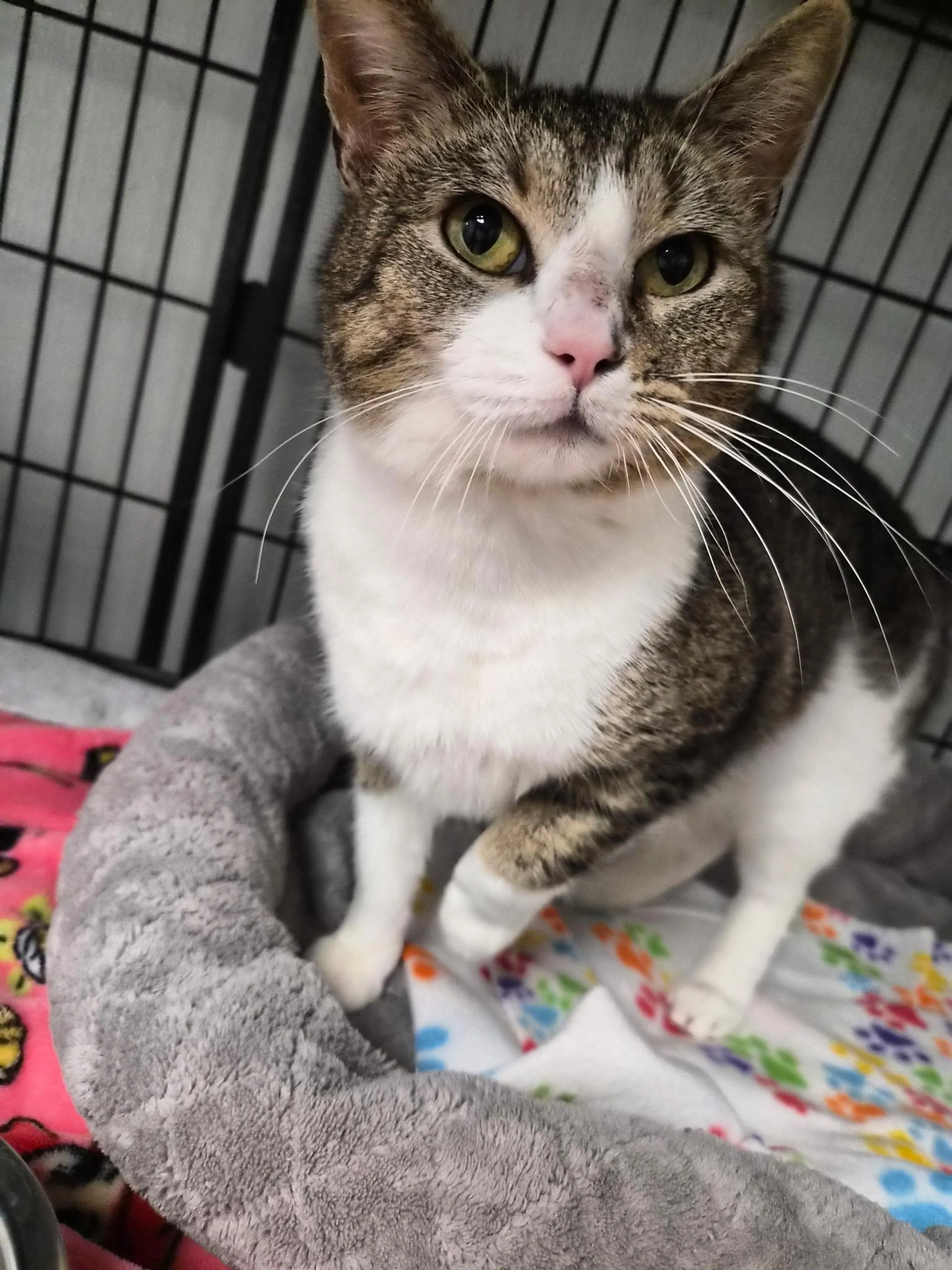 Found pet-1