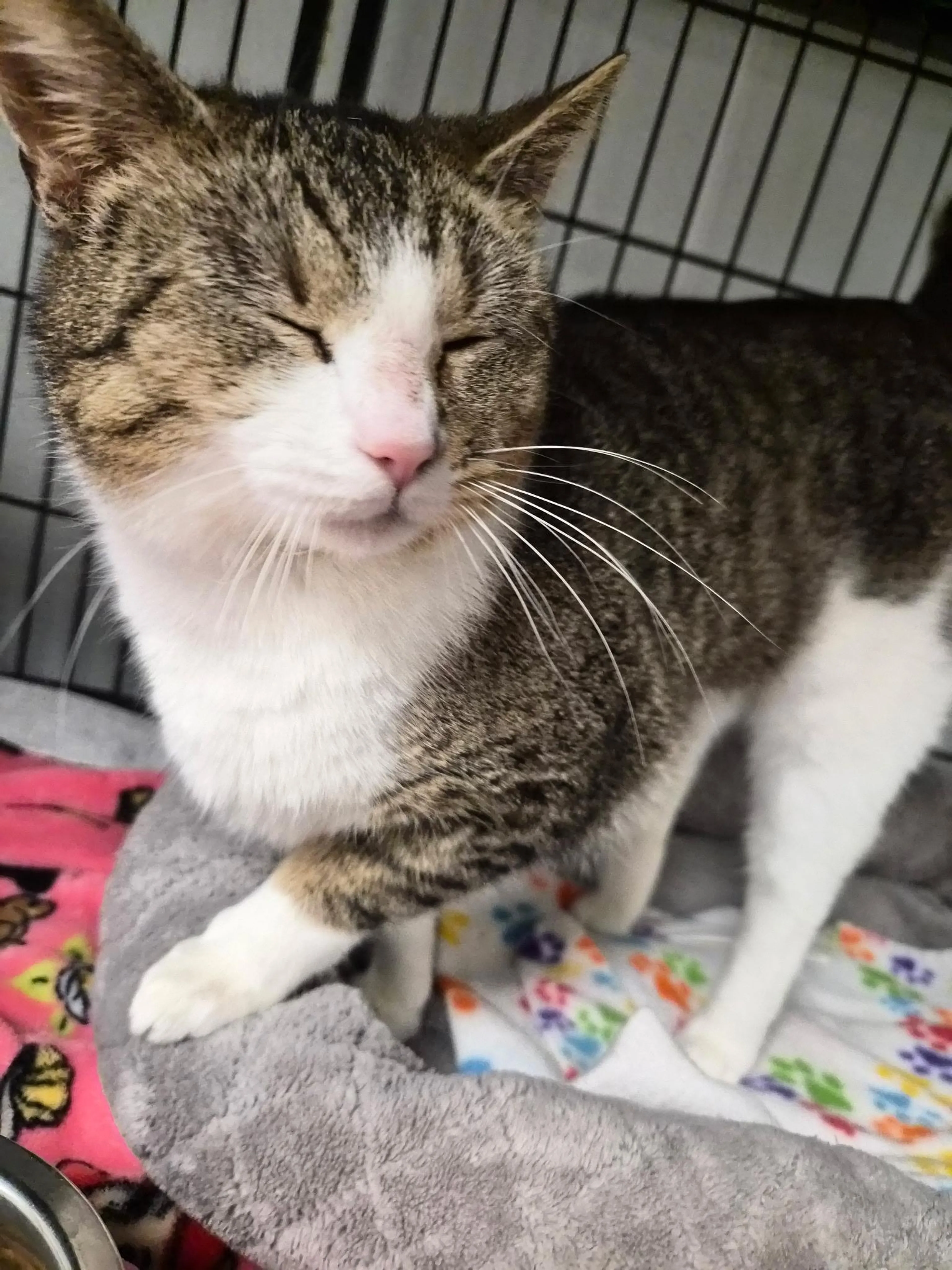 Found pet-2