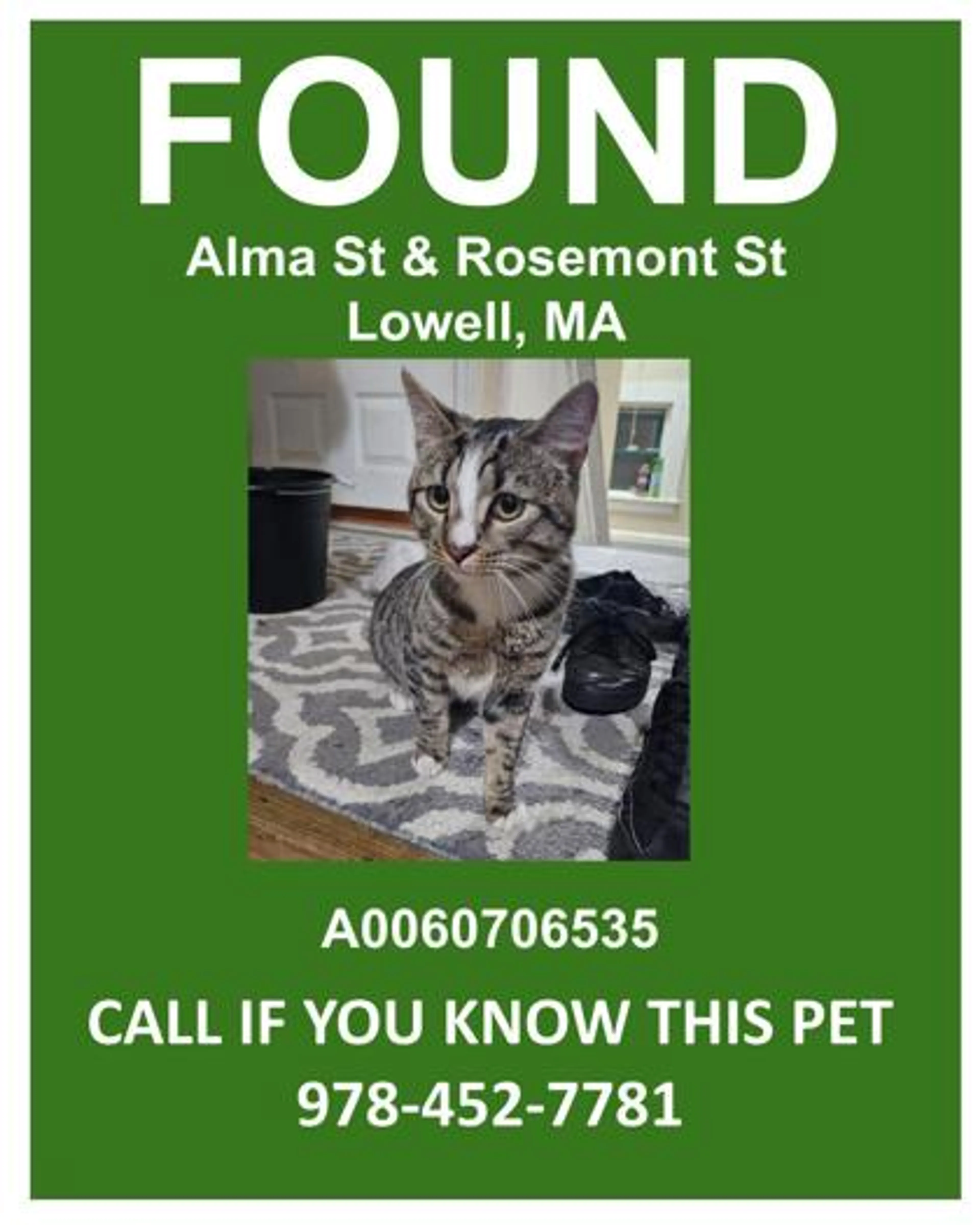 Found pet