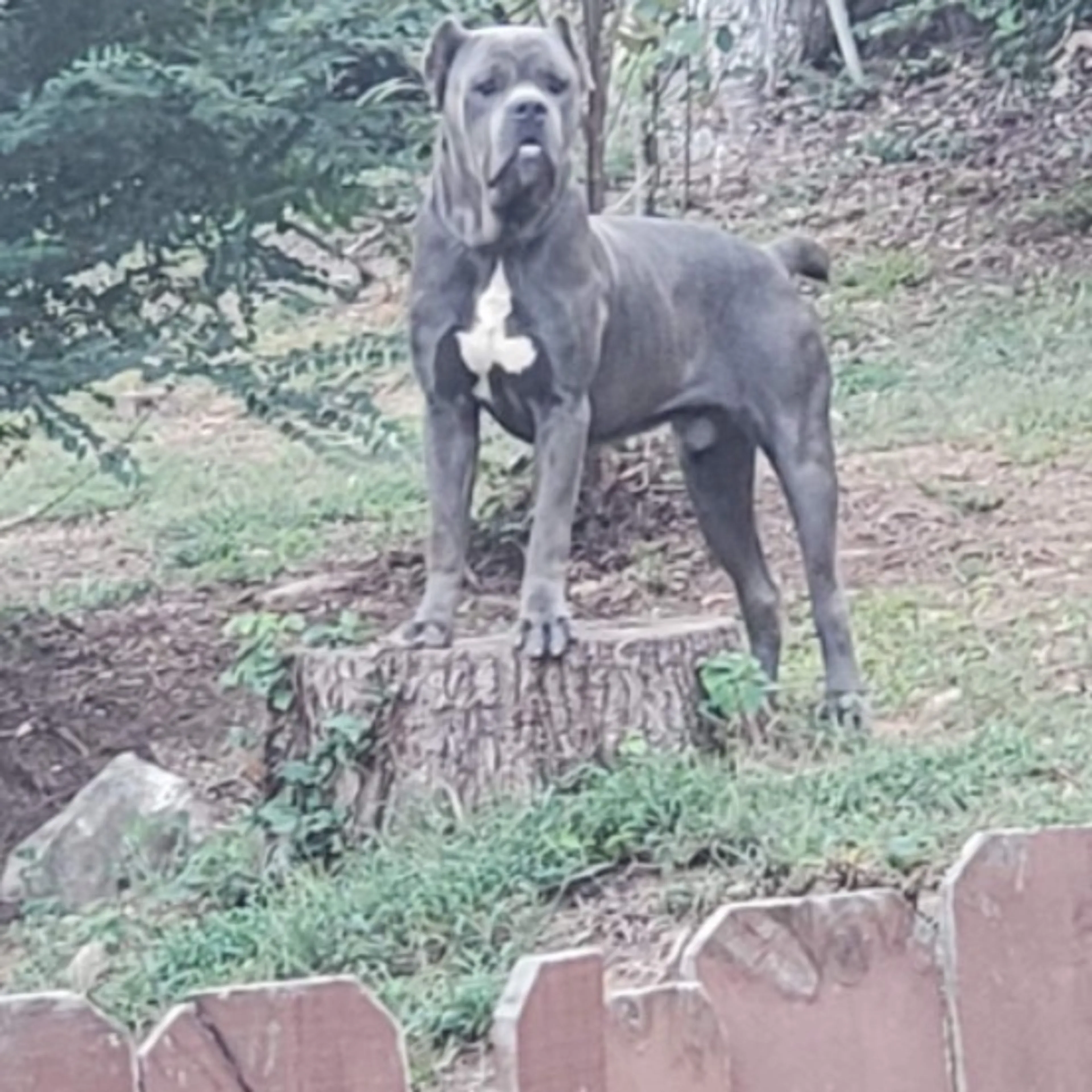 Lost pet