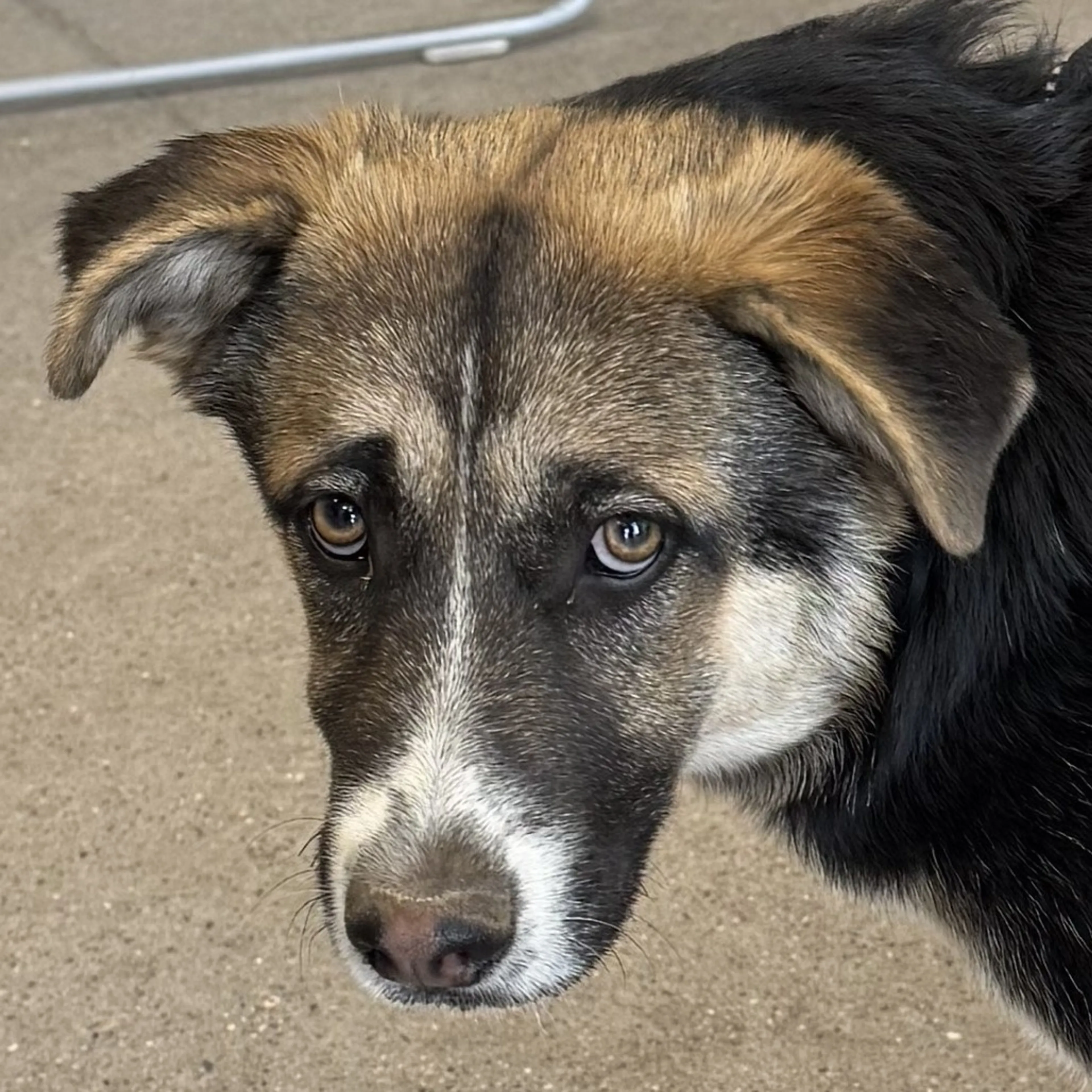 Found pet-3