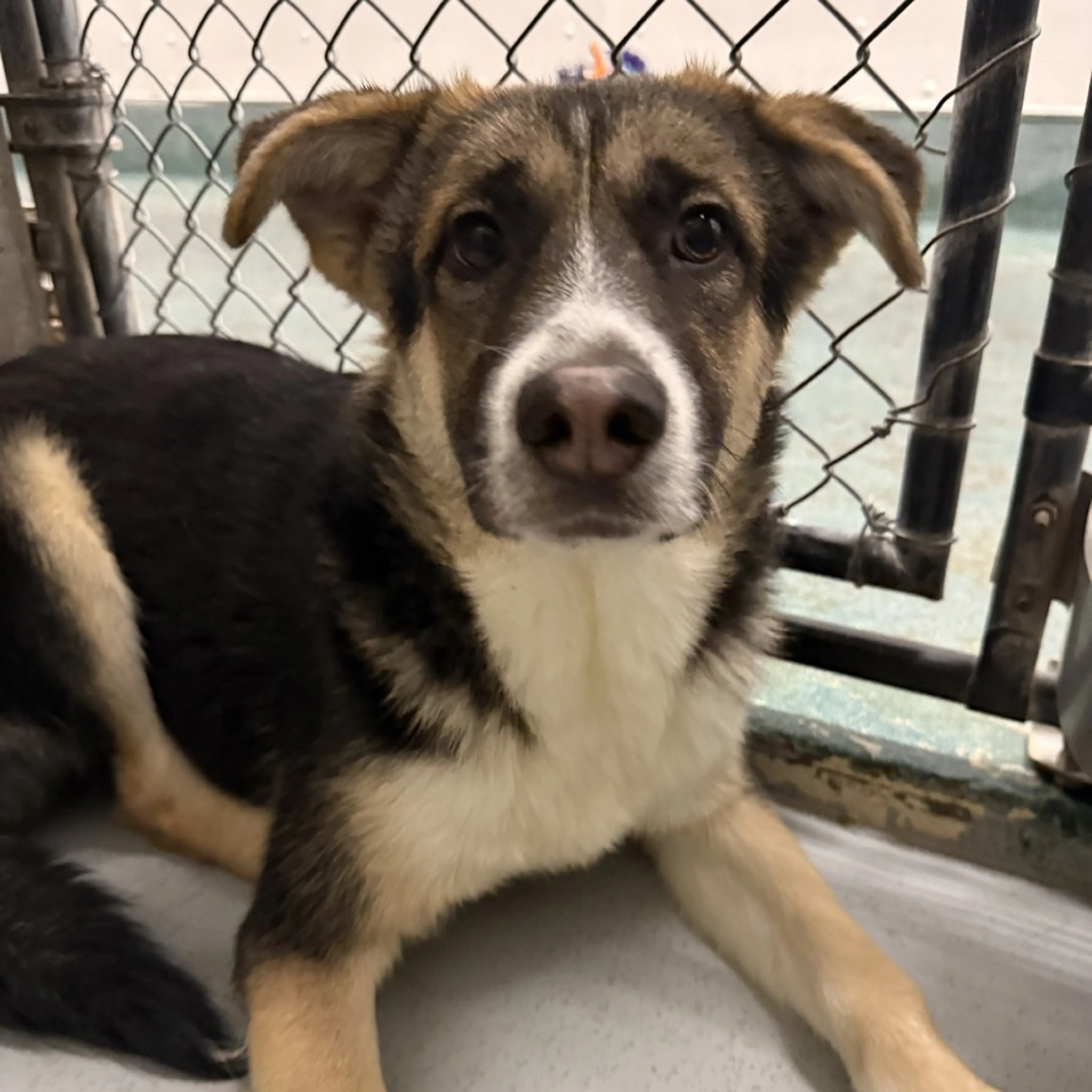 Found pet-5