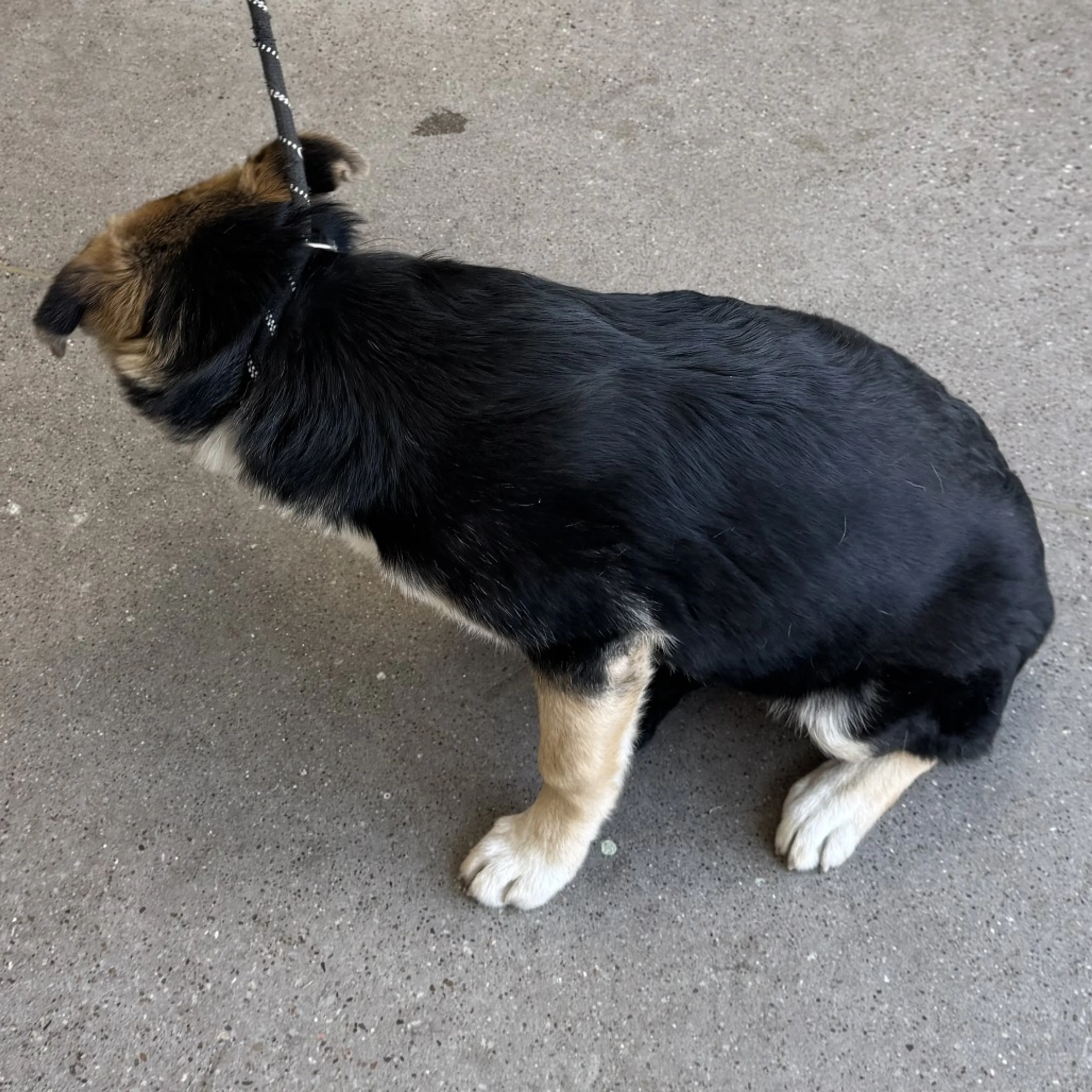 Found pet-1
